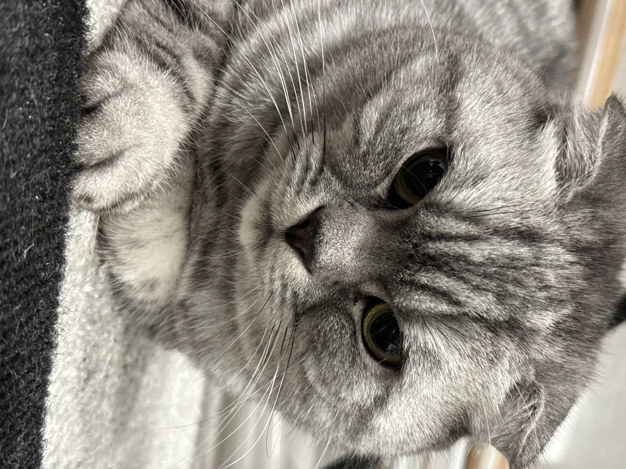 Scottish Fold tabby cat, multiple close-up angles