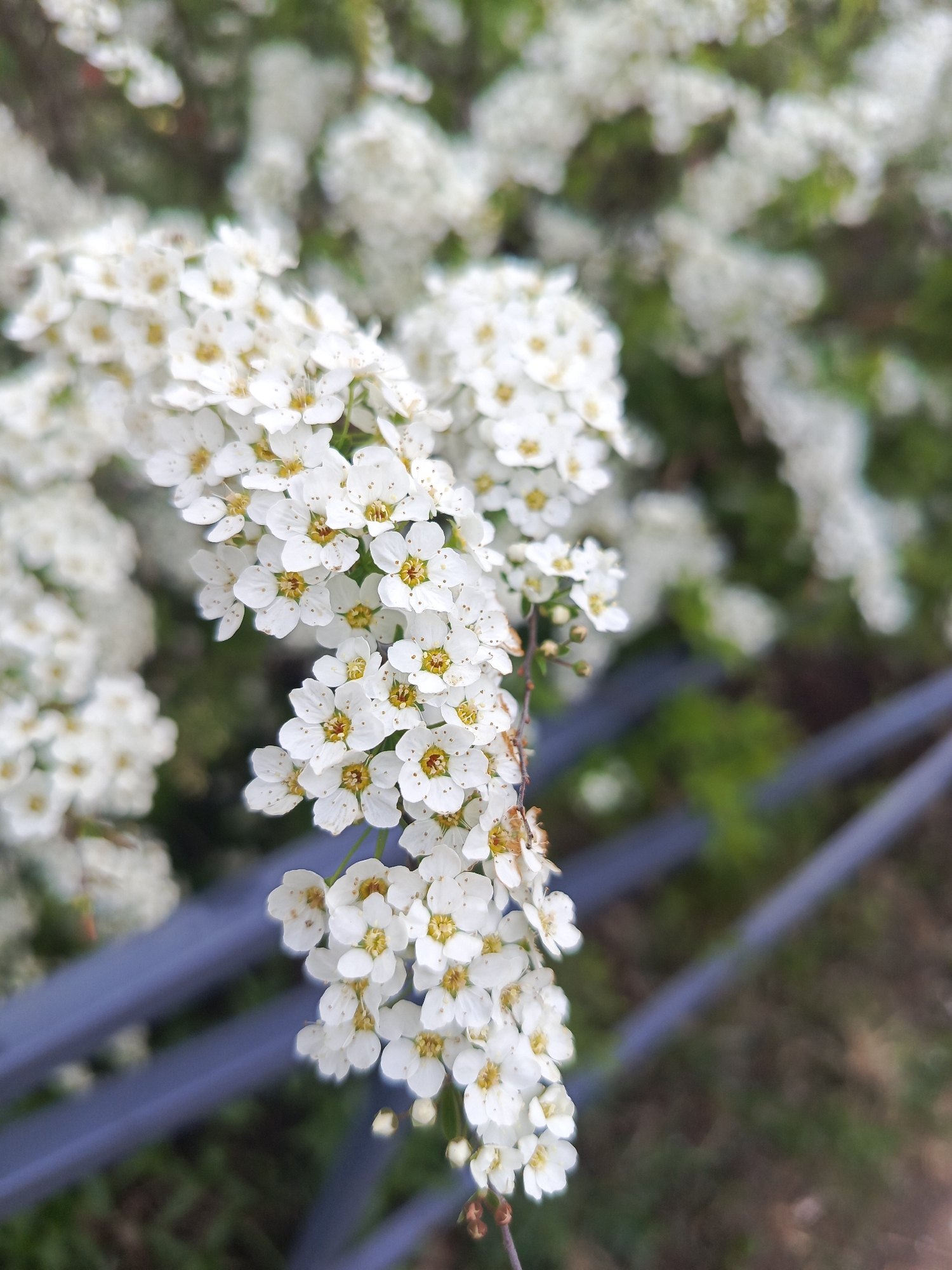 White Spiraea flowers bloom near metal fence