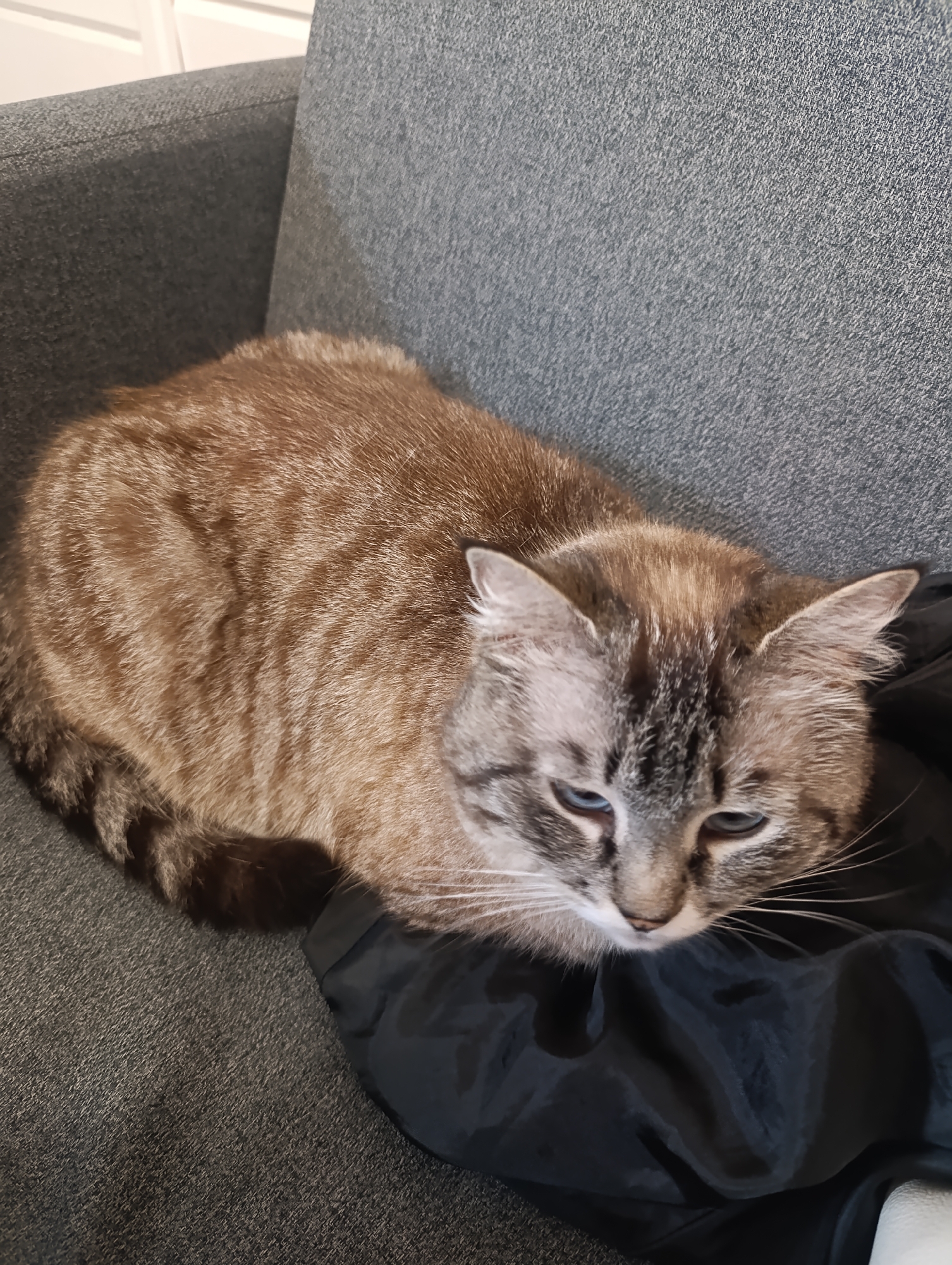 Domestic cats observed indoors in Chernogolovka, Russia morning hours