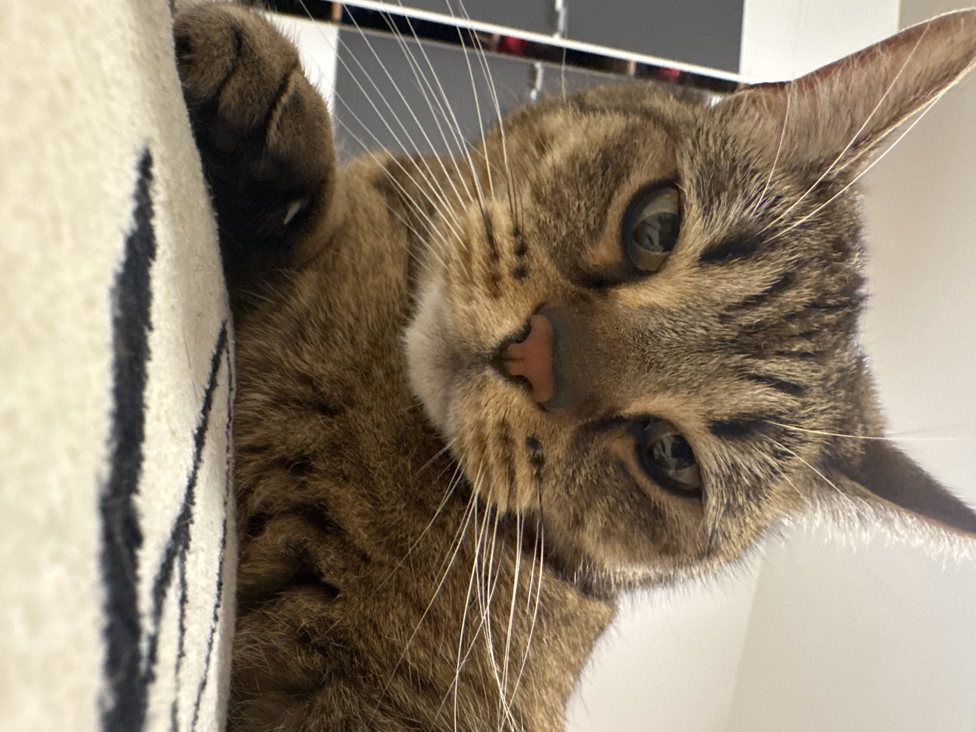 Tabby cat holds eye contact from two cozy spots indoors