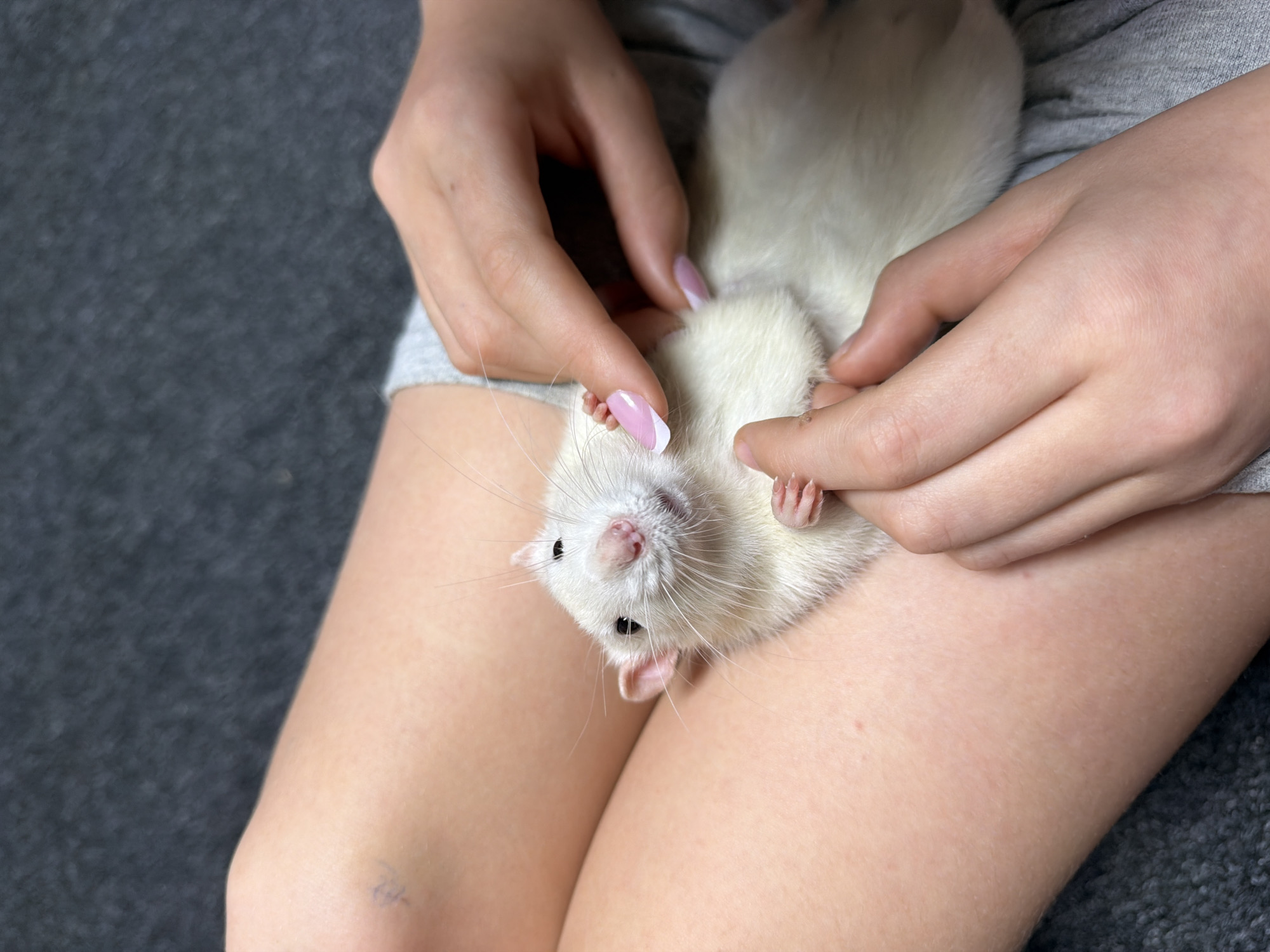 Person holds white rat in lap in Dubovaya