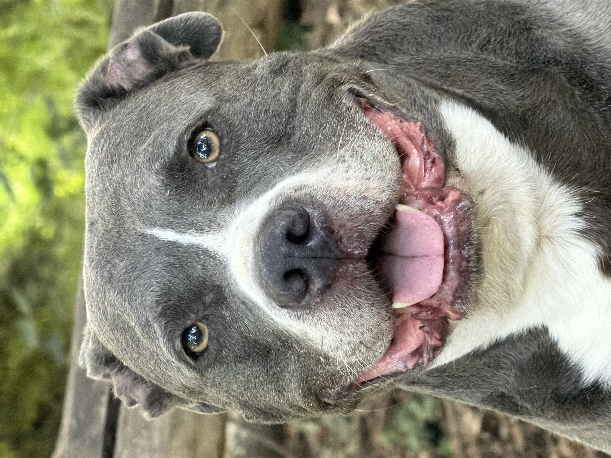 Afternoon walk with a grey pit bull through Schifflange woods