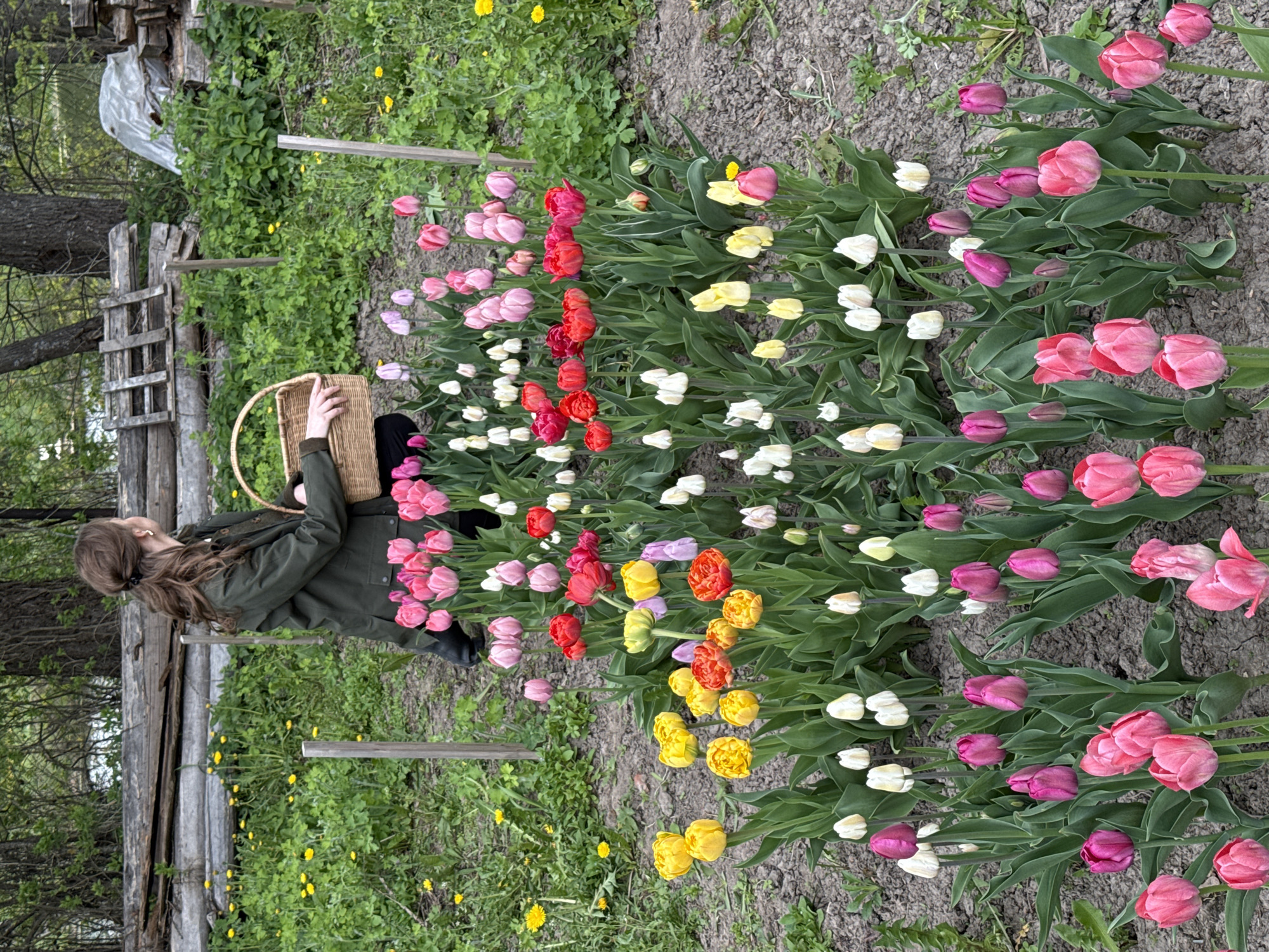 Woman harvests colorful tulips in Russian field, arranges indoors