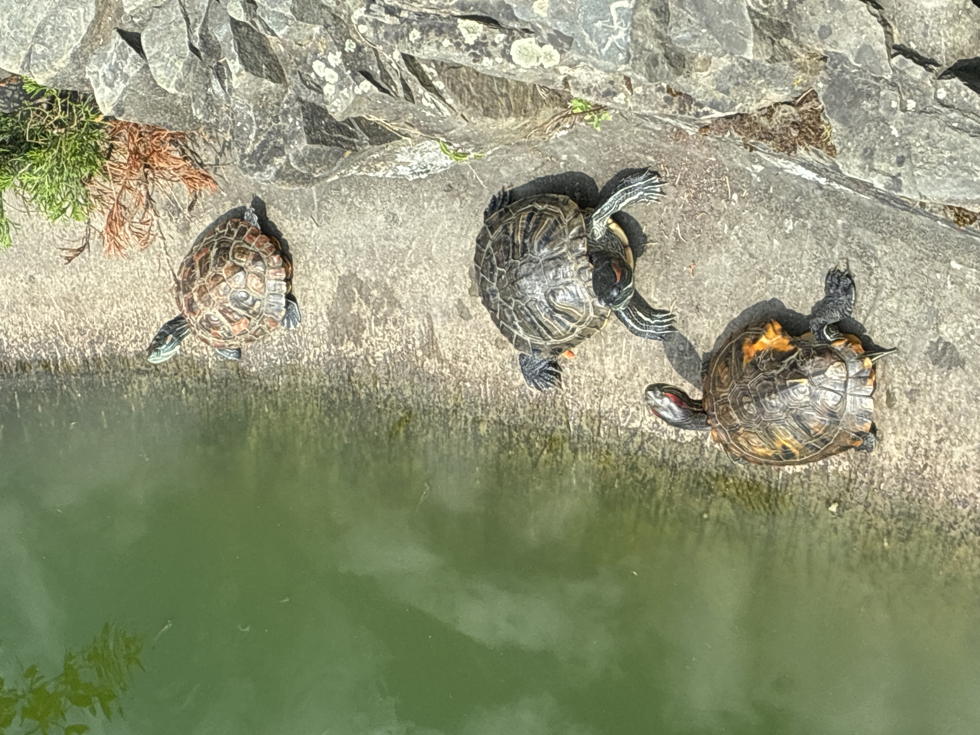 Koi pond, turtles, and a Japanese garden in Sochi