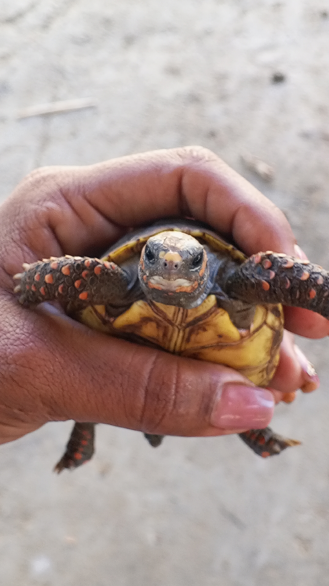 Person photographed with small turtle in playful encounter