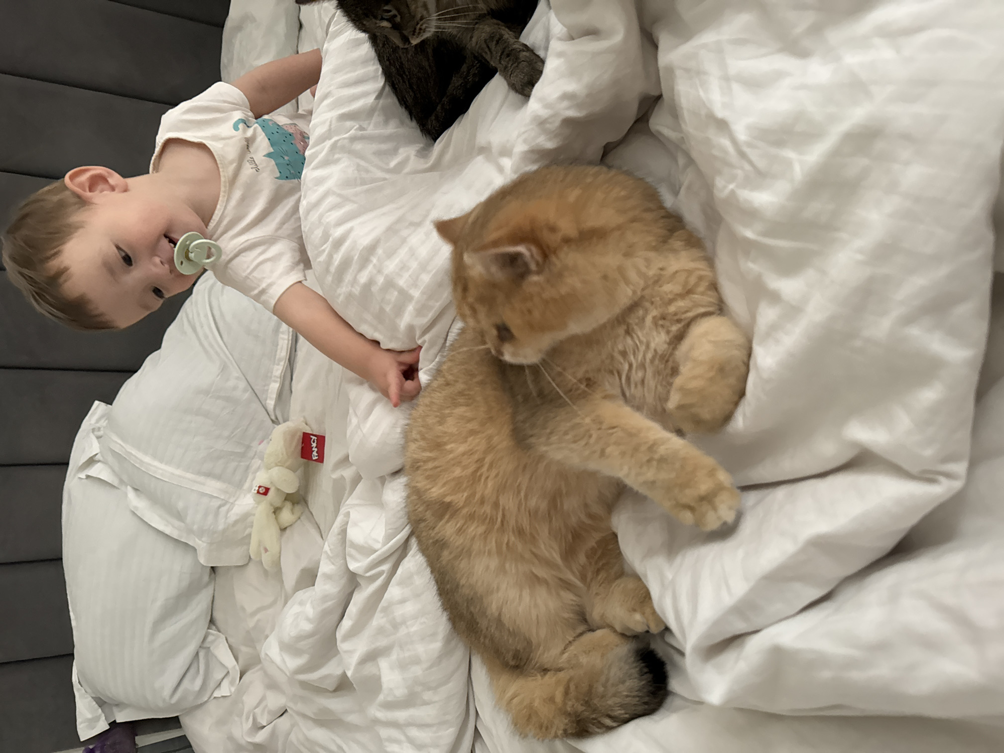 Child and cats share quiet moment on bed in Odintsovo