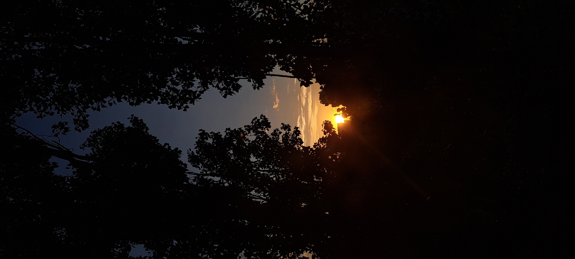 Sunset through silhouetted trees with a city skyline behind