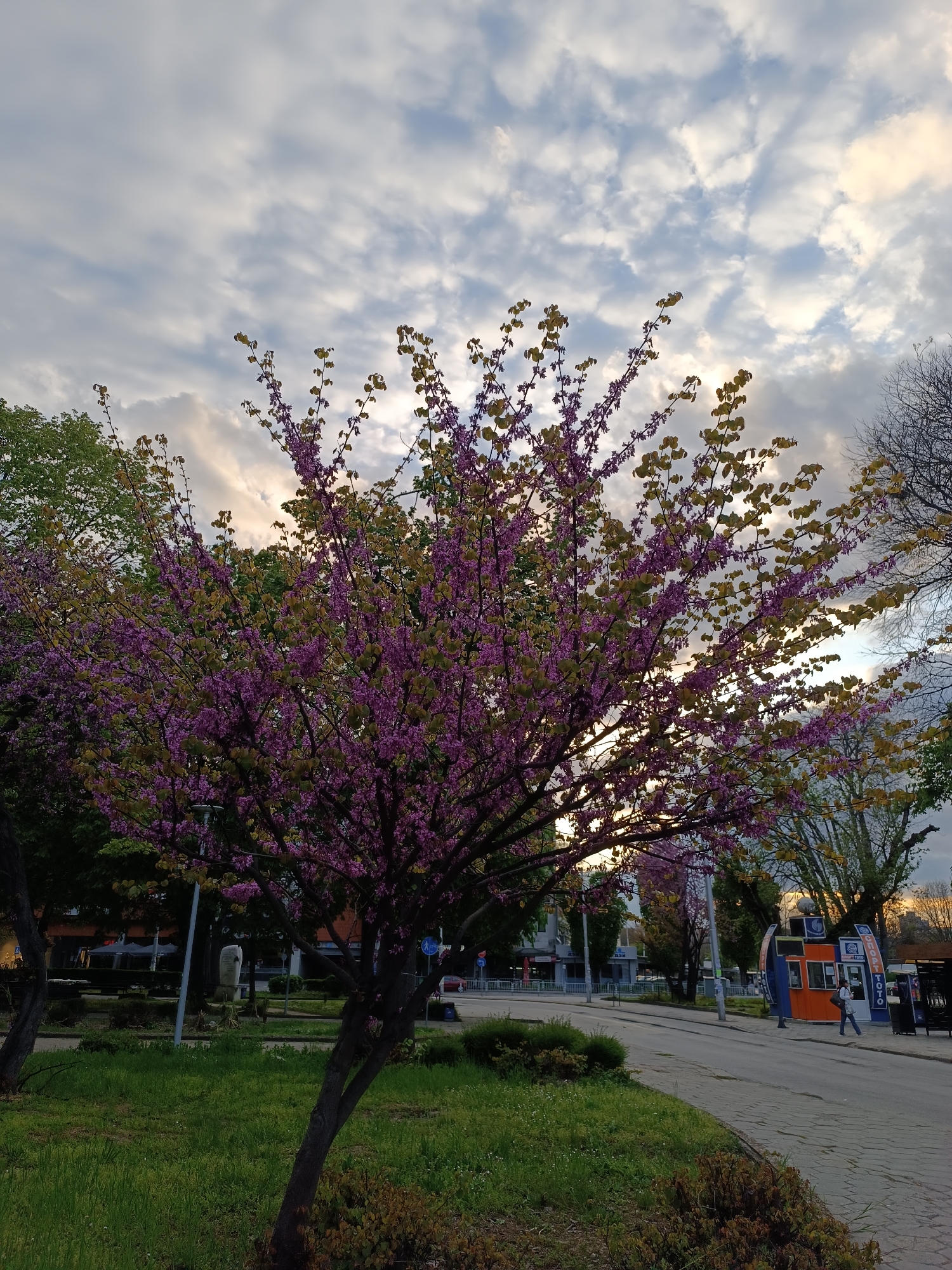 Spring blooming tree documented in urban park setting