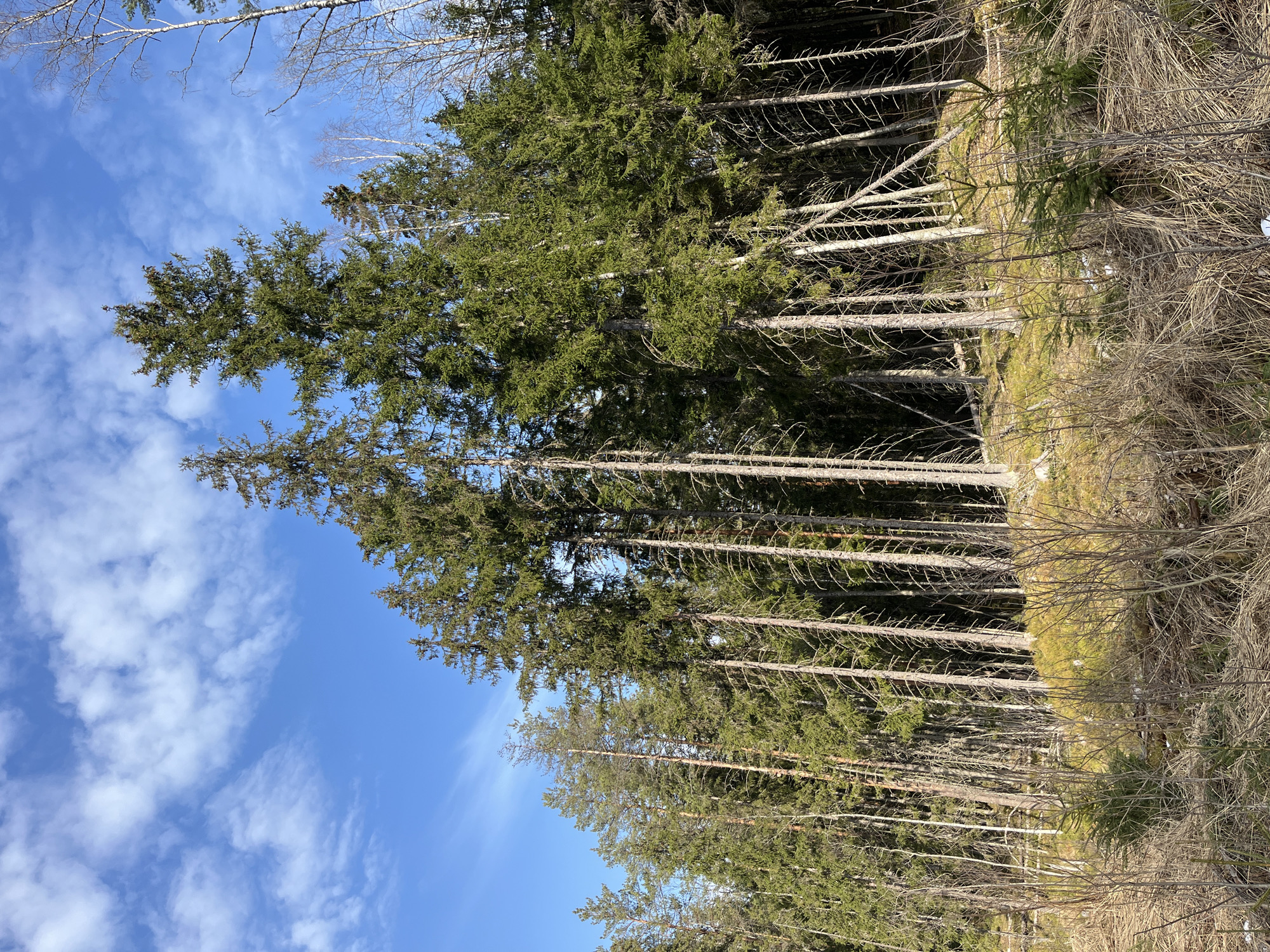 Rural forest landscape documented in Vaskelovo, Russia
