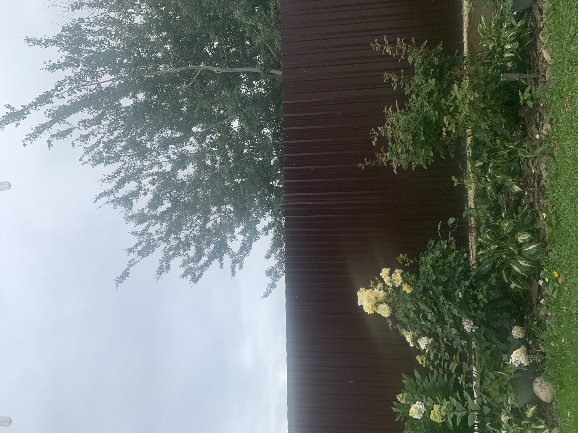 Minsk backyard garden in full summer bloom