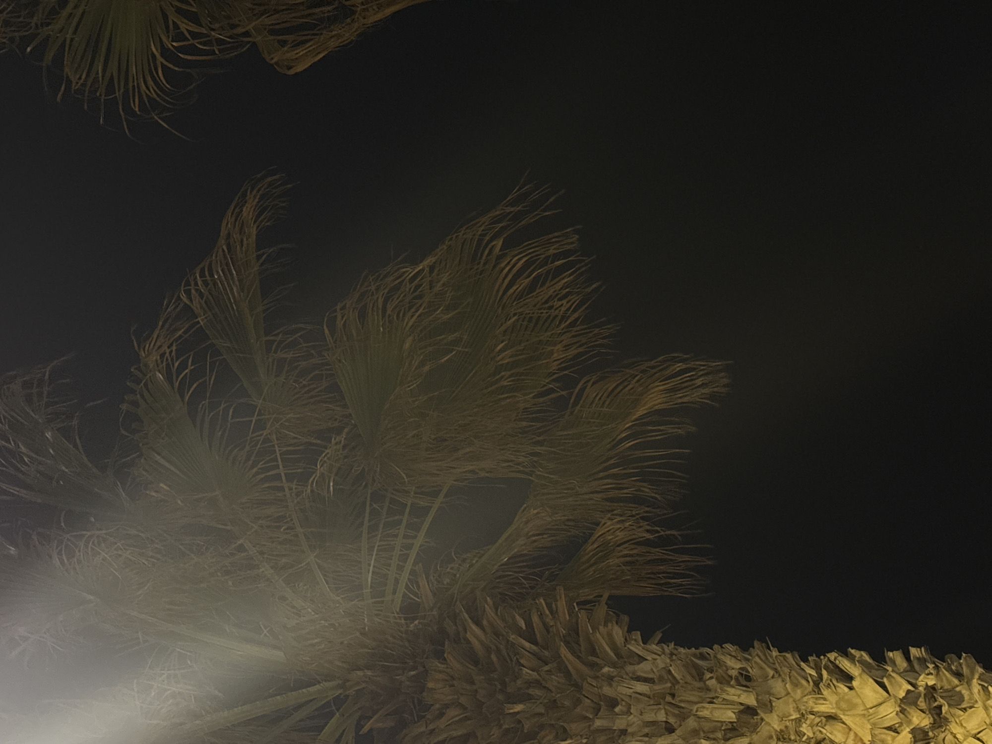 Evening scenes captured in Bat Yam with palm trees