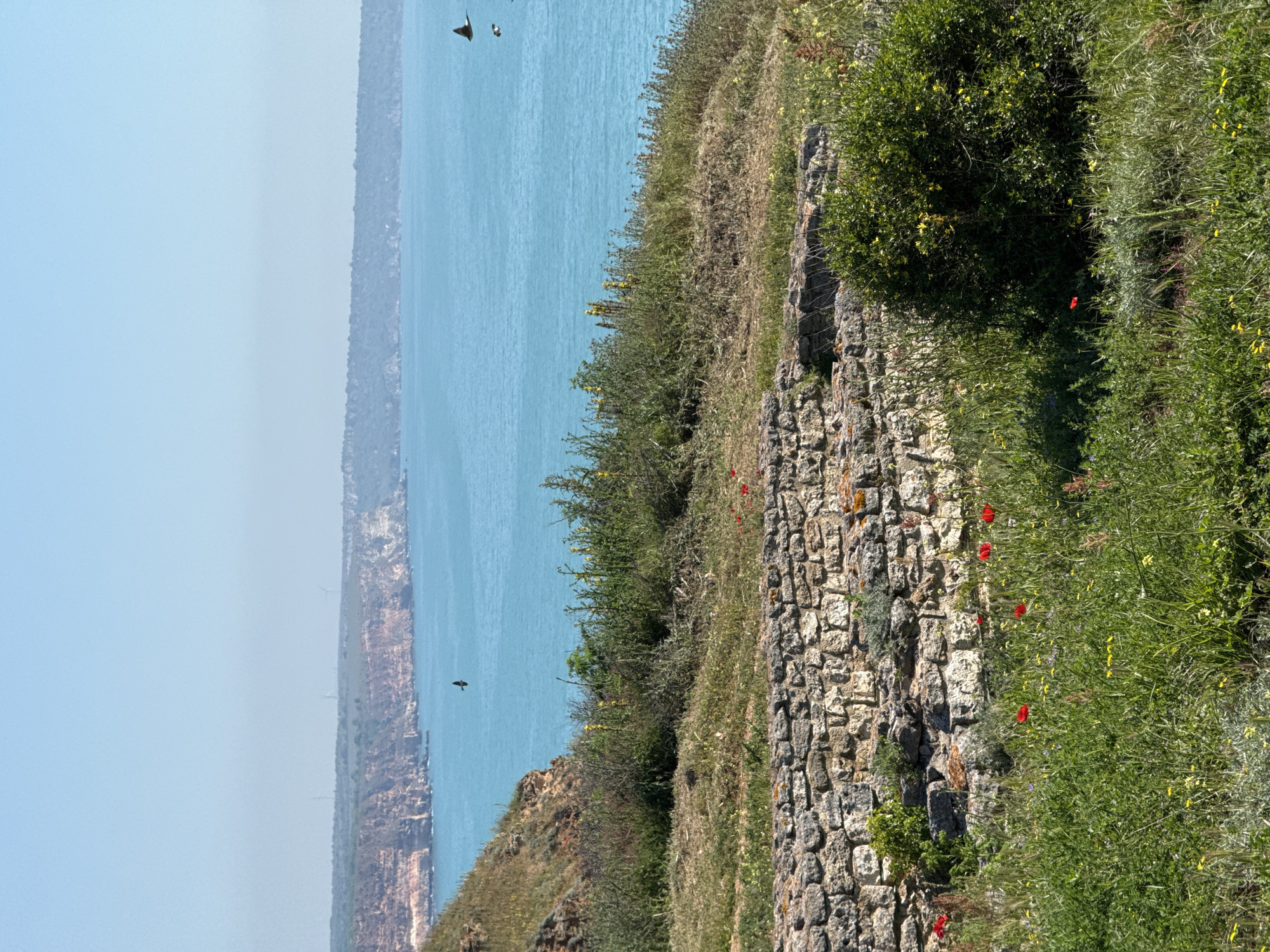 Spring wildflowers bloom along Bulgarian coastal cliffs in Balgarevo