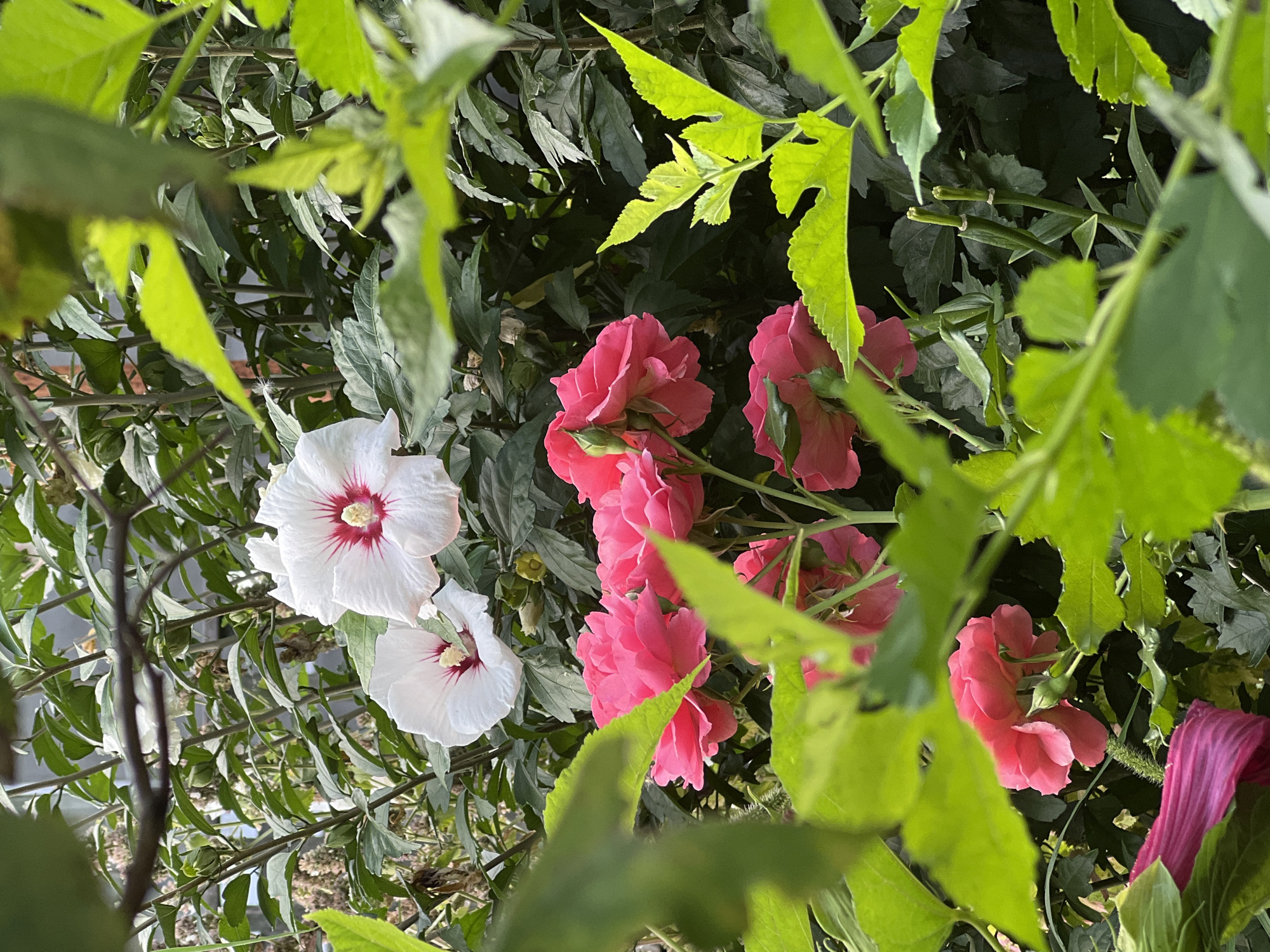Pink roses and hibiscus flowers in full bloom