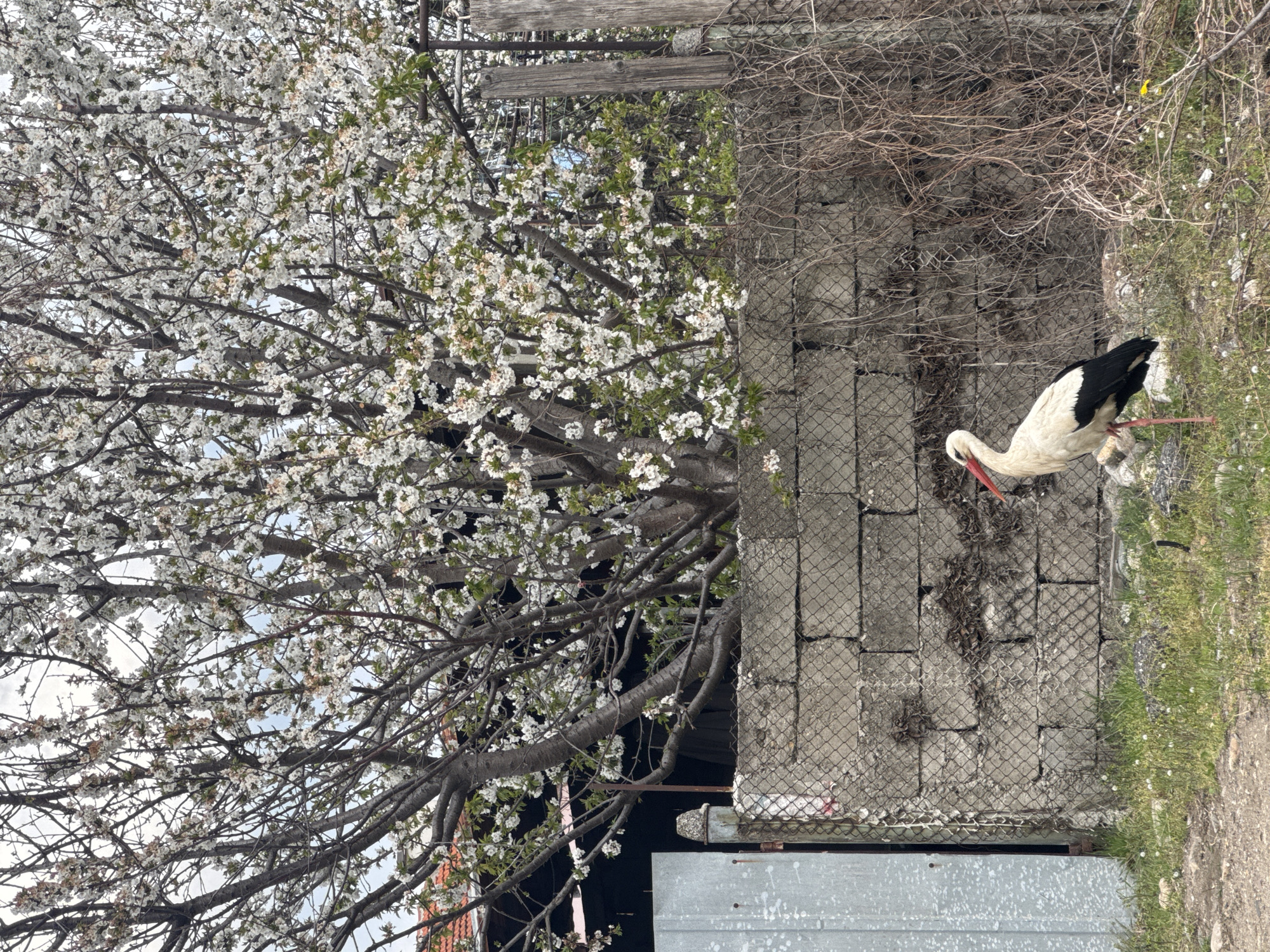 White stork spotted in Bulgarian village near concrete structures