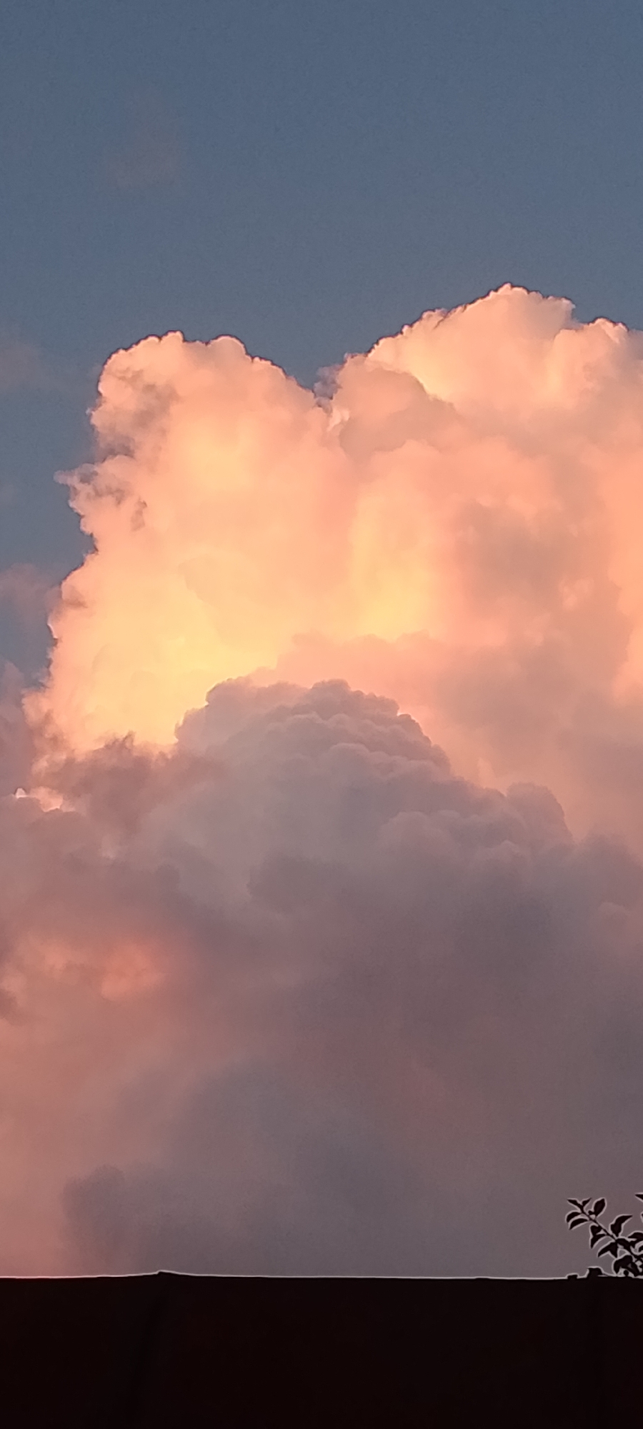 Backyard afternoon: sunset skies, dogs, and garden details