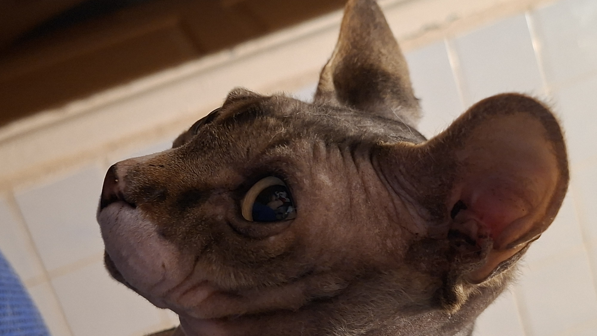 Cats, laser dots, and a cozy afternoon in rural Belarus
