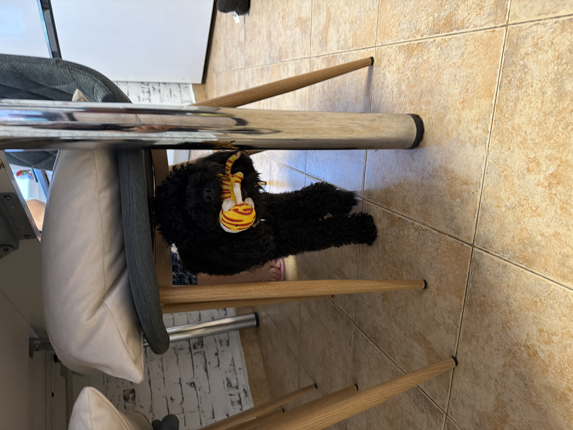 Playful poodle enjoys indoor time with owner in Sofia