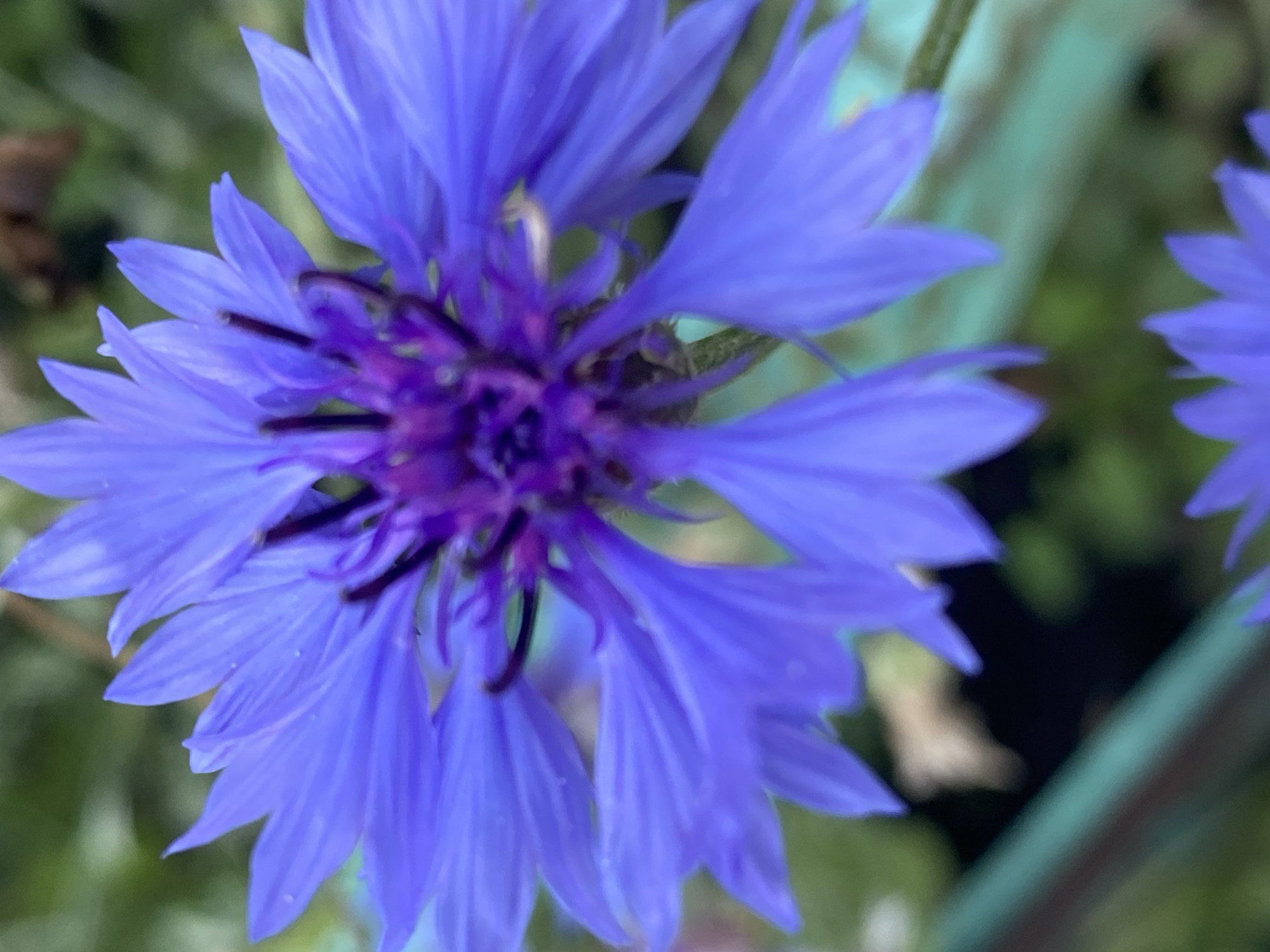 Flowers, birds, and park life in a Novokuznetsk summer morning