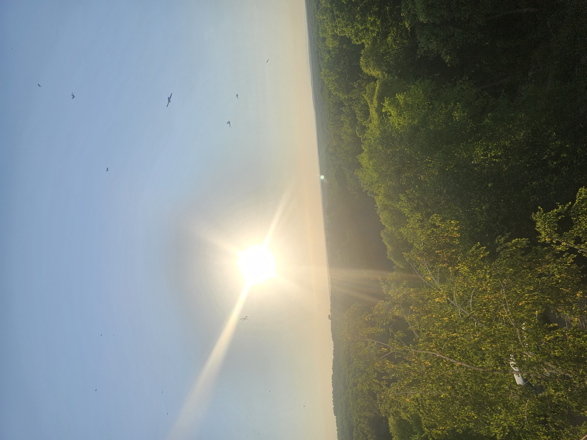 Birds over taiga forest, houseplants, and a pickle jar in rural Russia