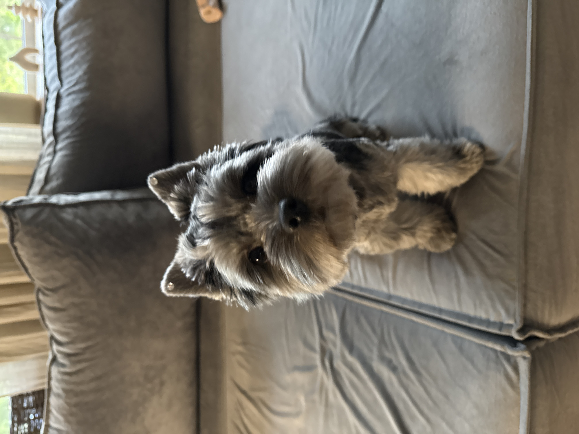 Lazy afternoon at home with a fluffy schnauzer in Chaikovsky