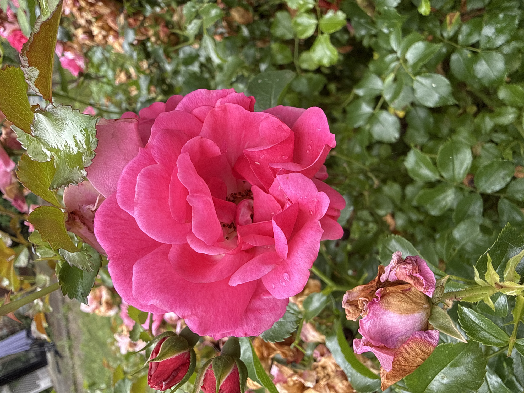 Roses, hydrangeas, and a stone owl in a Herford garden