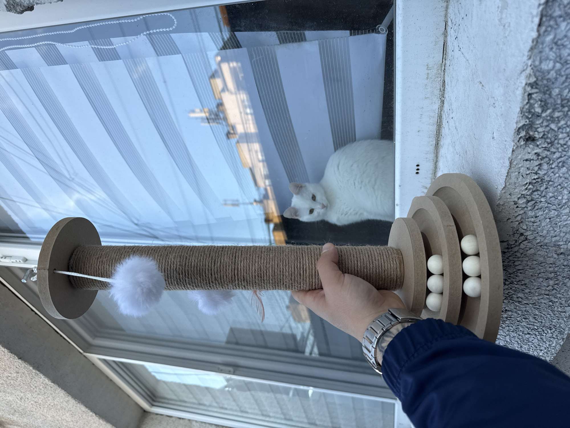 Cats and dogs captured at play in Burgas homes