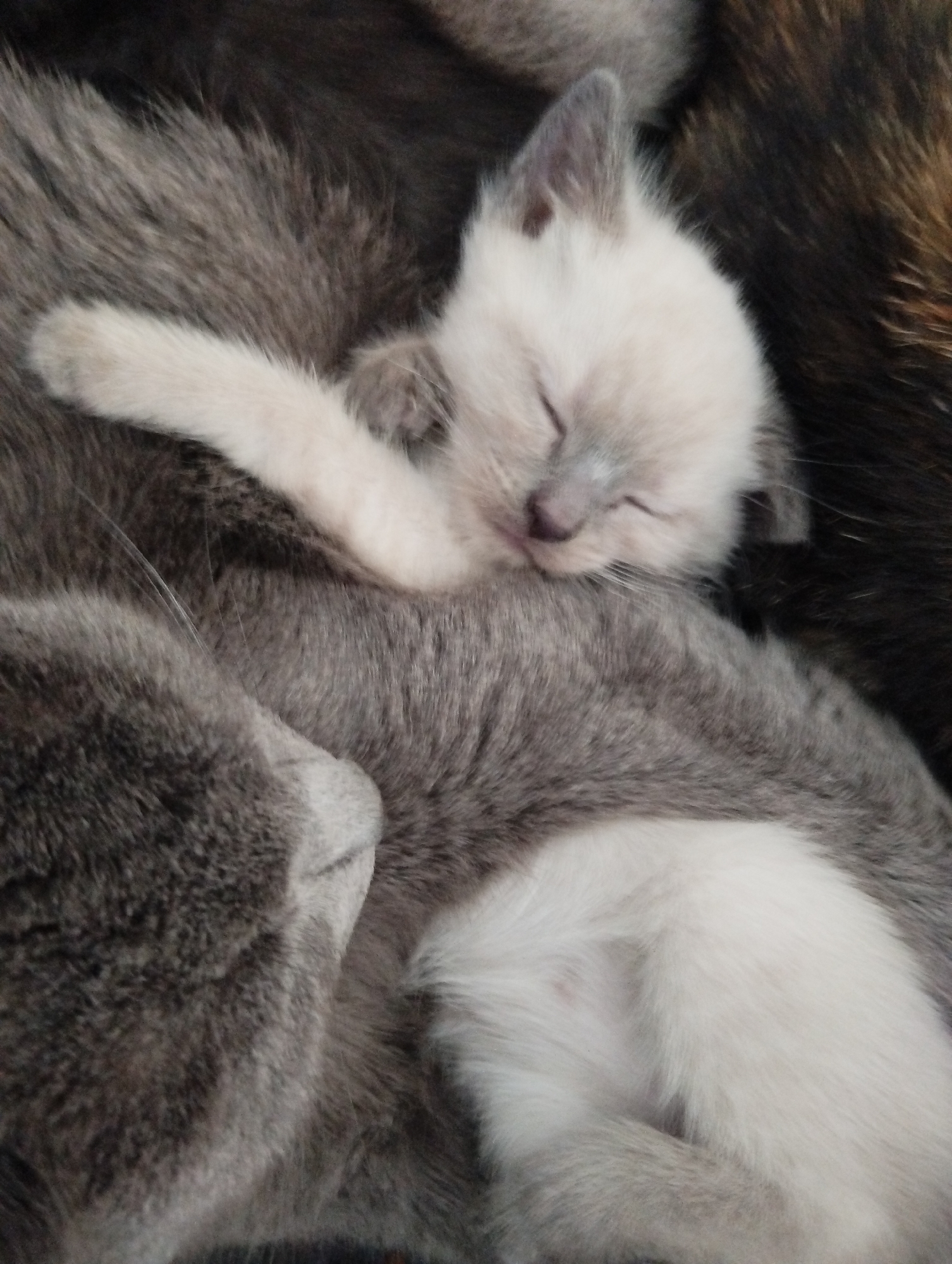 Sleeping kittens and orchid captured in Russian home