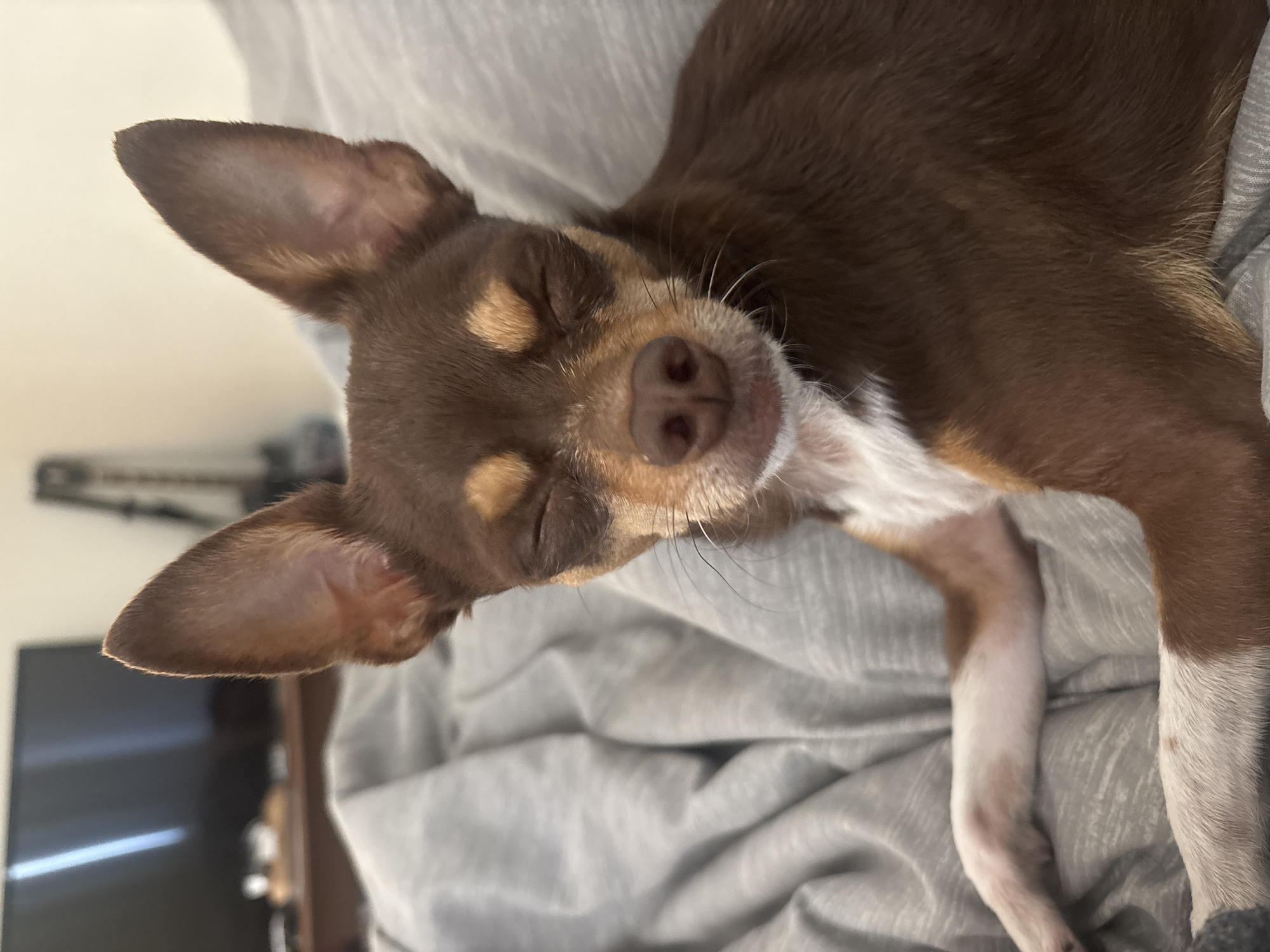 Small dog rests peacefully on blanket in Puebla home