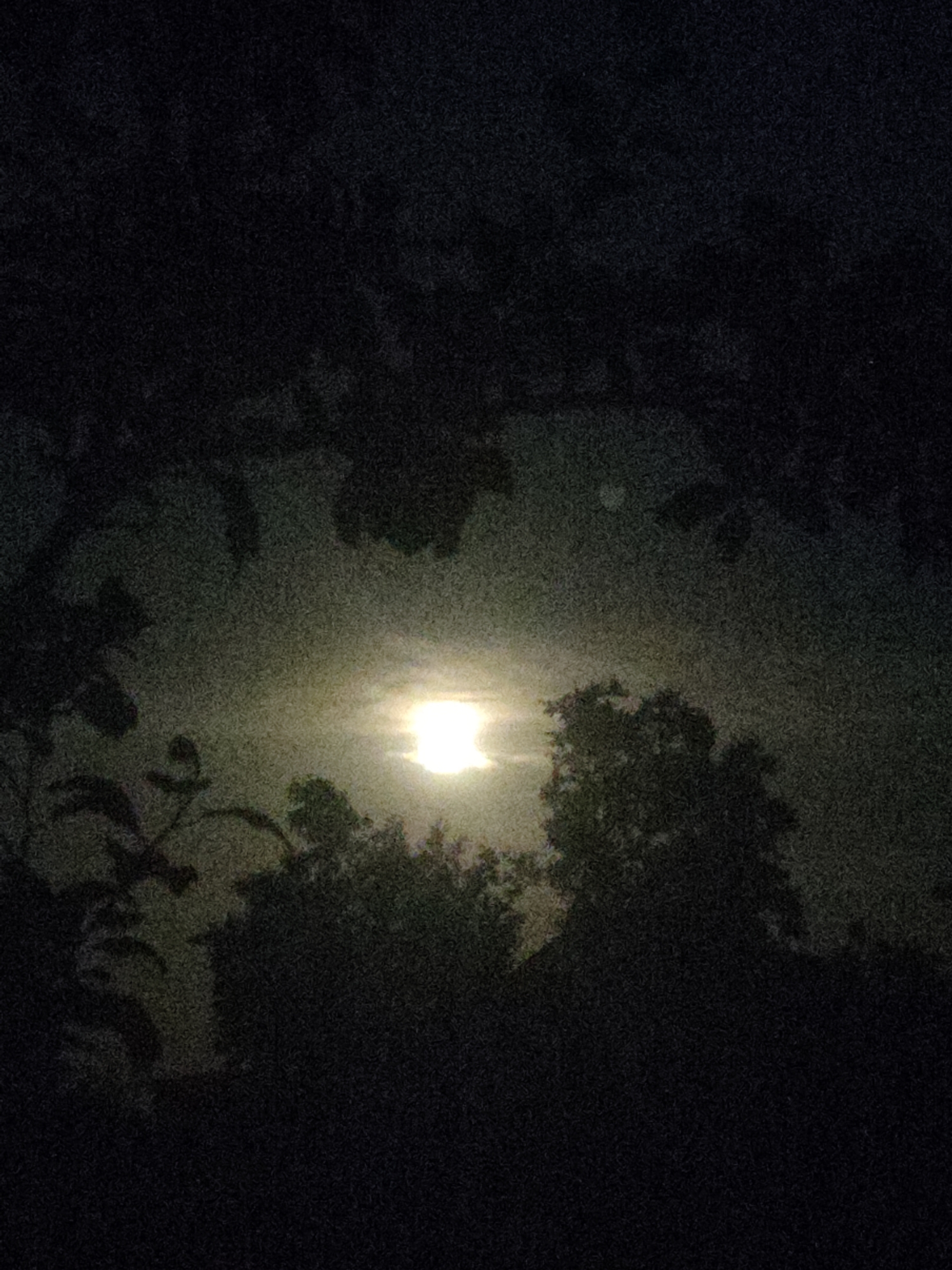 Tropical fish tanks and a moonlit night in Novosamarka