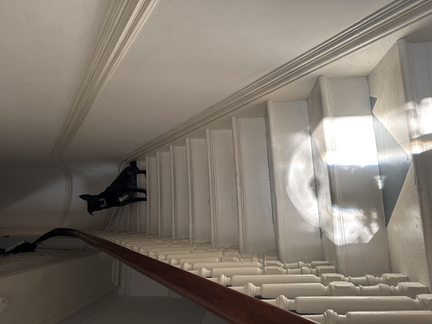 Black dog observed on stairs in NYC residence