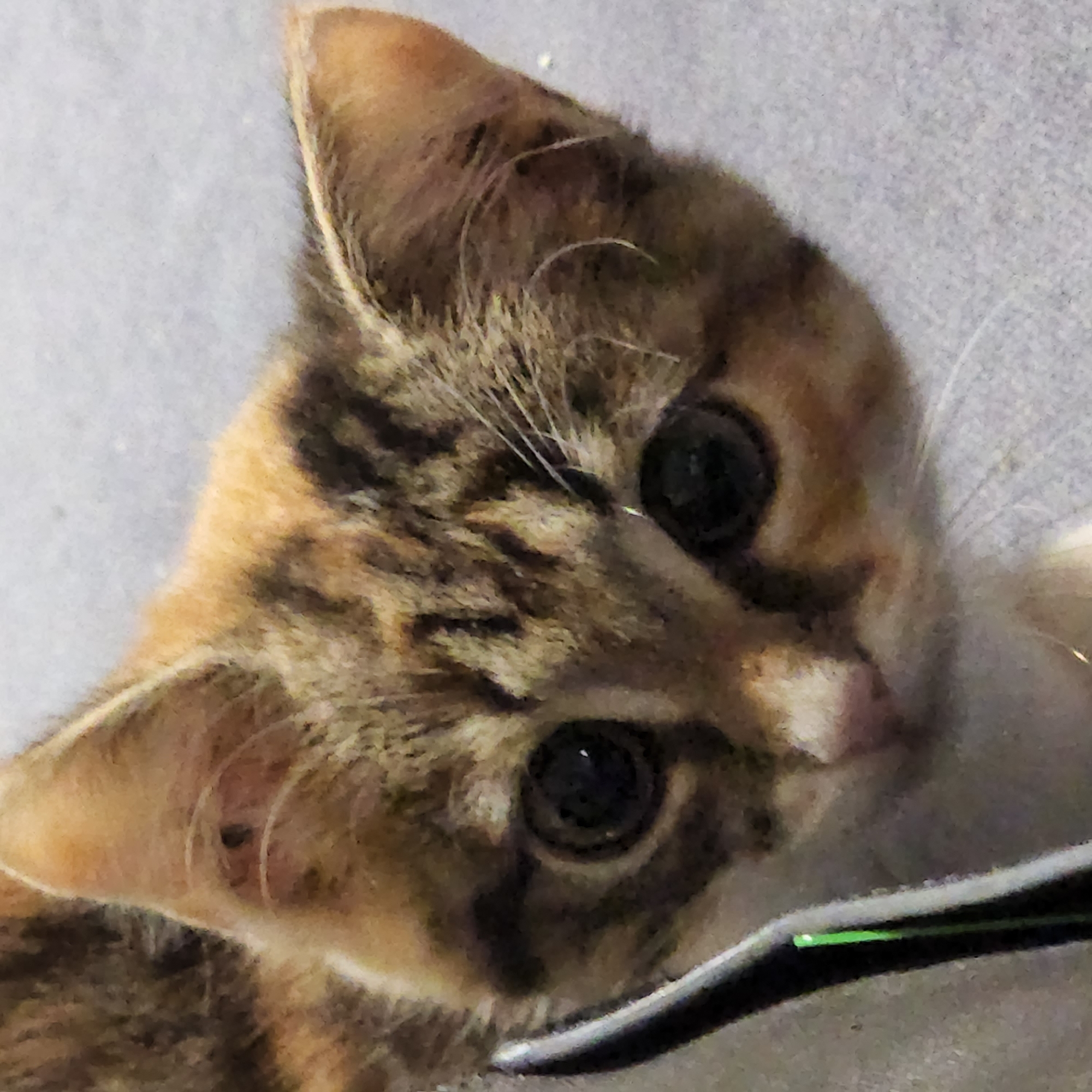 Calico kitten and hamster, up close in a Moscow apartment