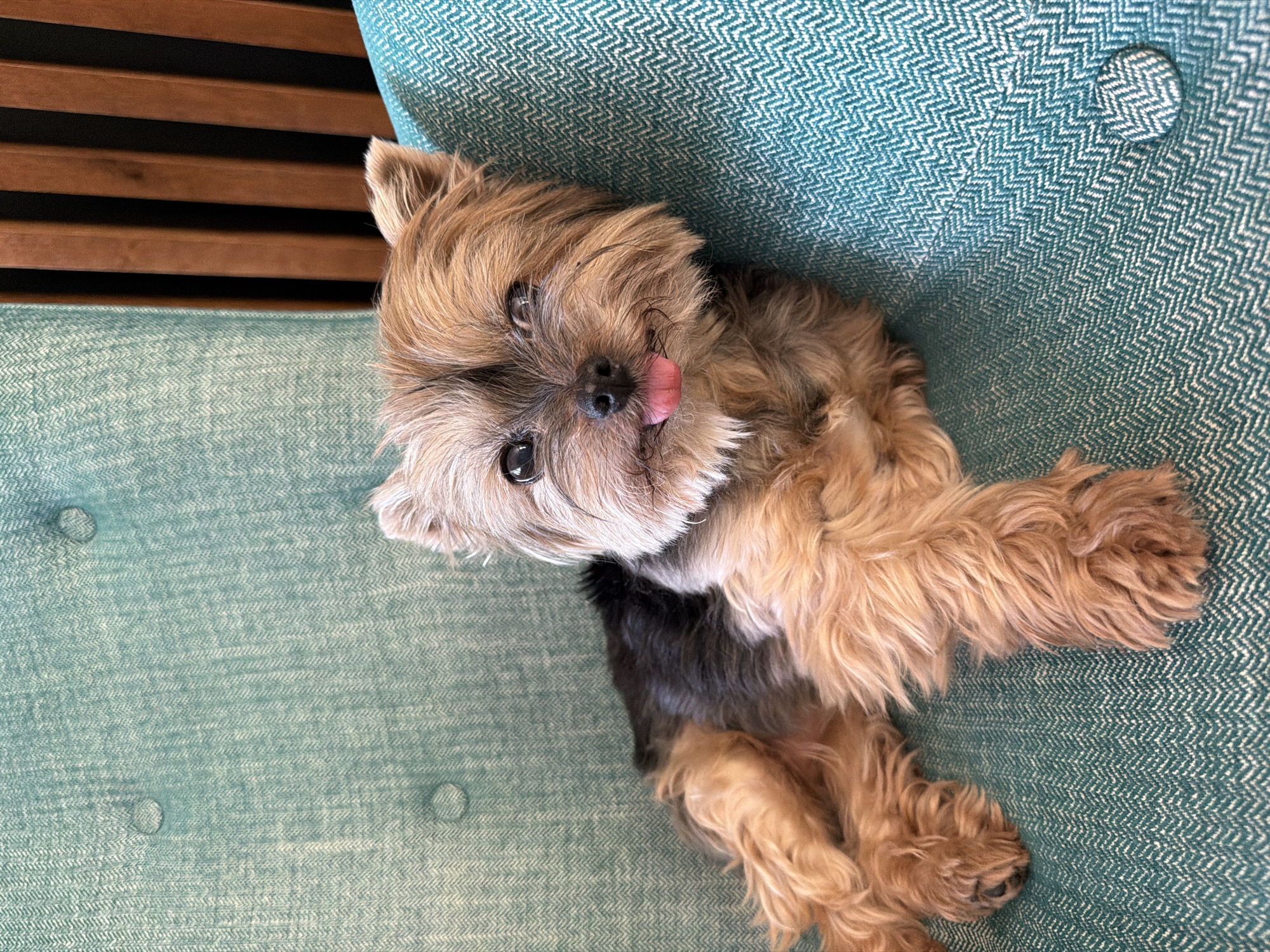 Yorkshire Terrier relaxing around a Dénia home