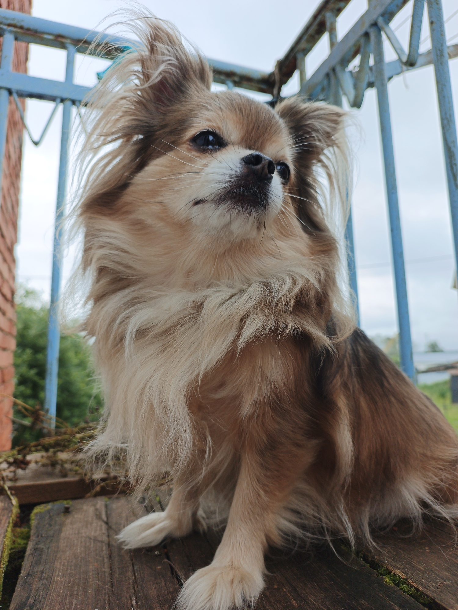 Summer backyard day in Medvedyovka: dogs, kids, and garden flowers
