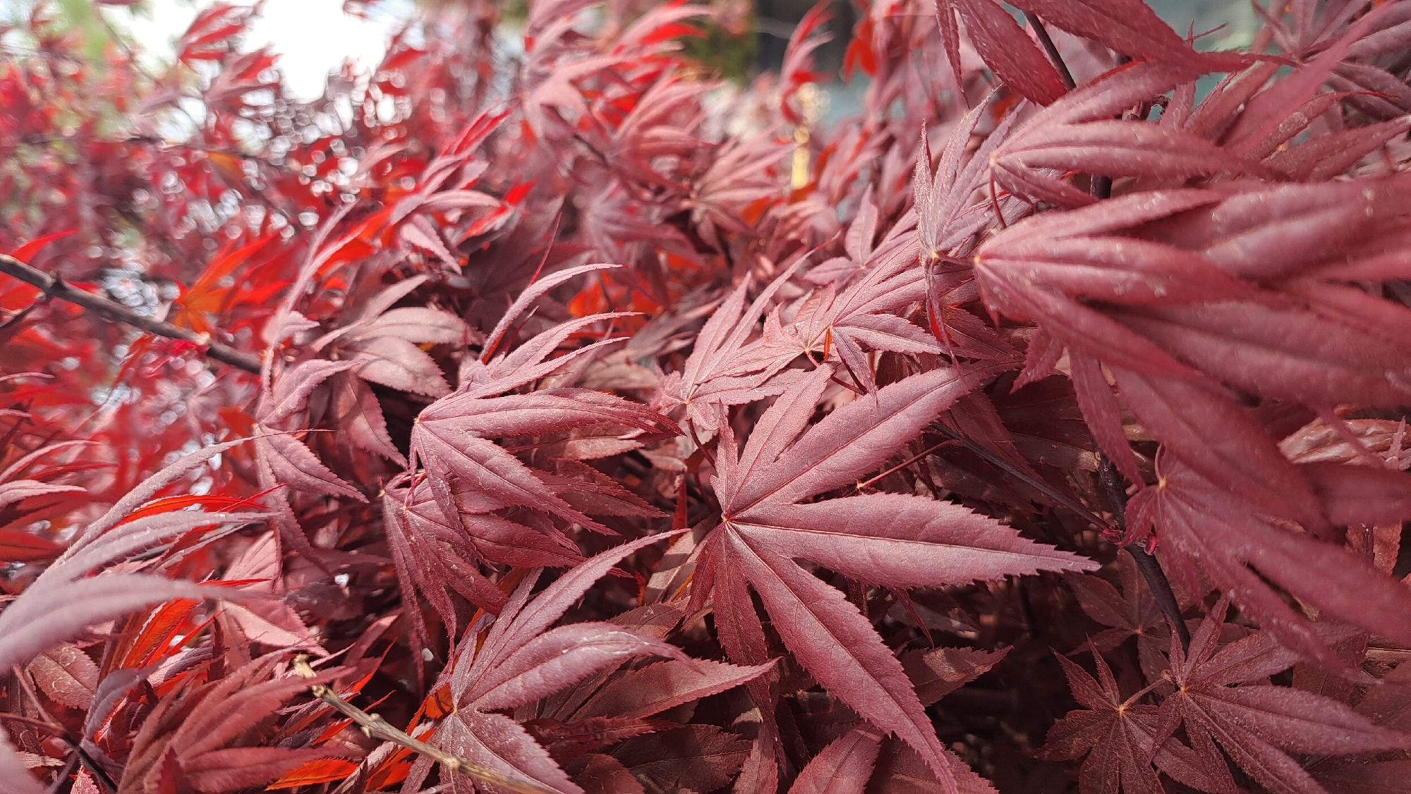 Spring foliage photographed in Bulgarian city garden at dawn