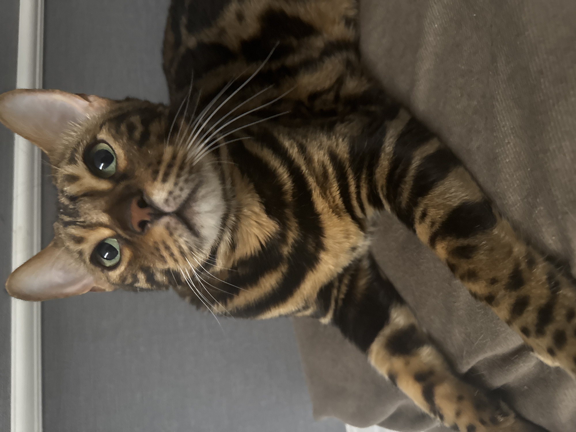 Bengal cat photographed at rest in Ulyanovsk