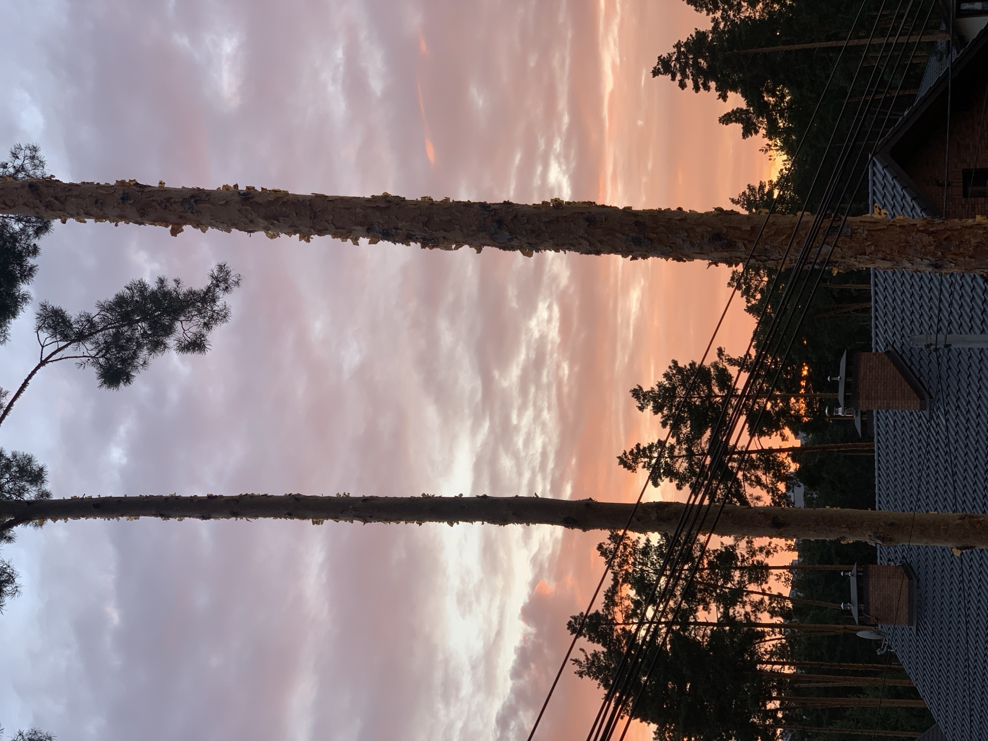 Summer sunset over Hostomel, pine trees against a fading sky