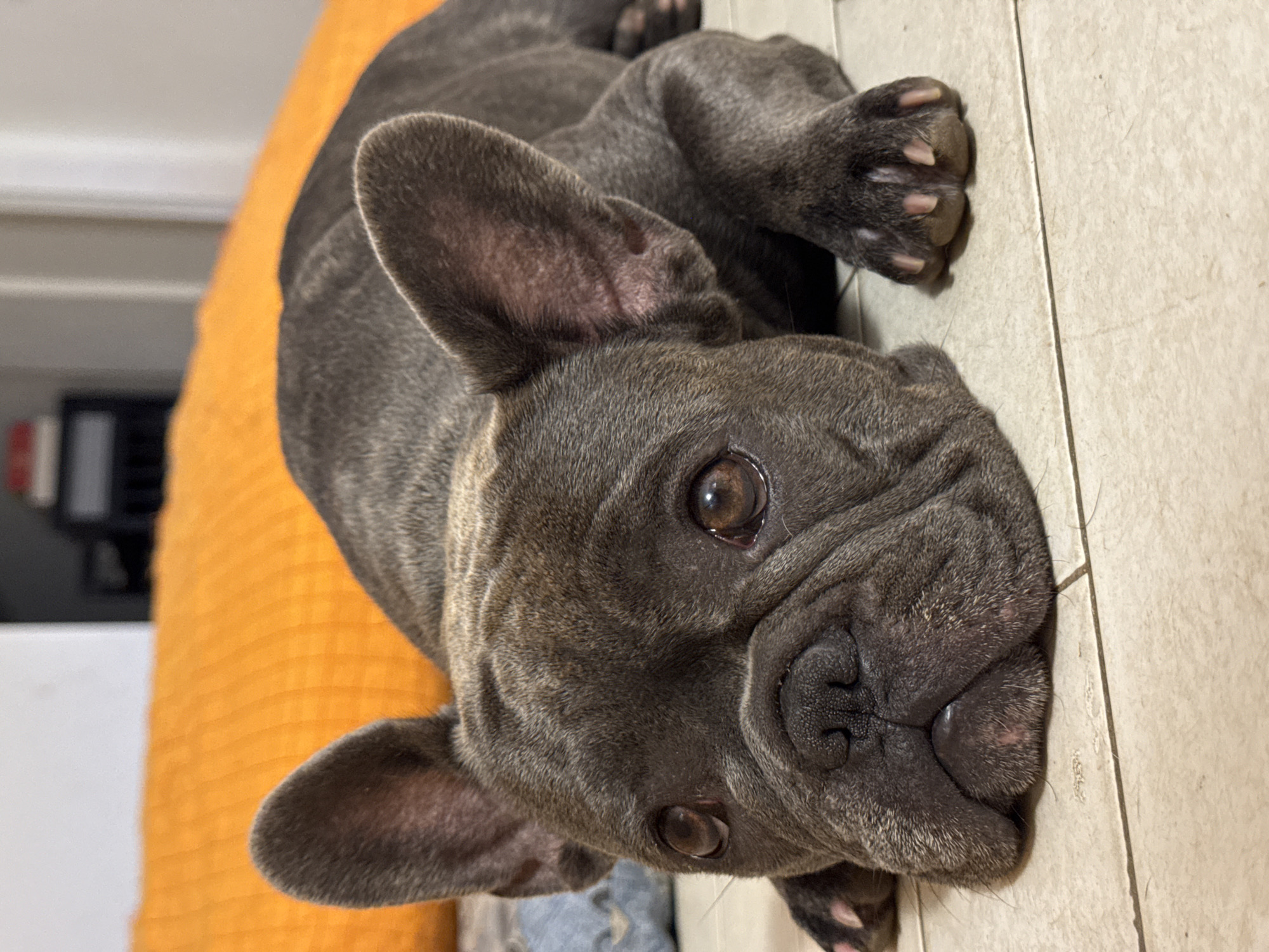 Multiple French Bulldogs lounging at home in San Benedetto del Tronto