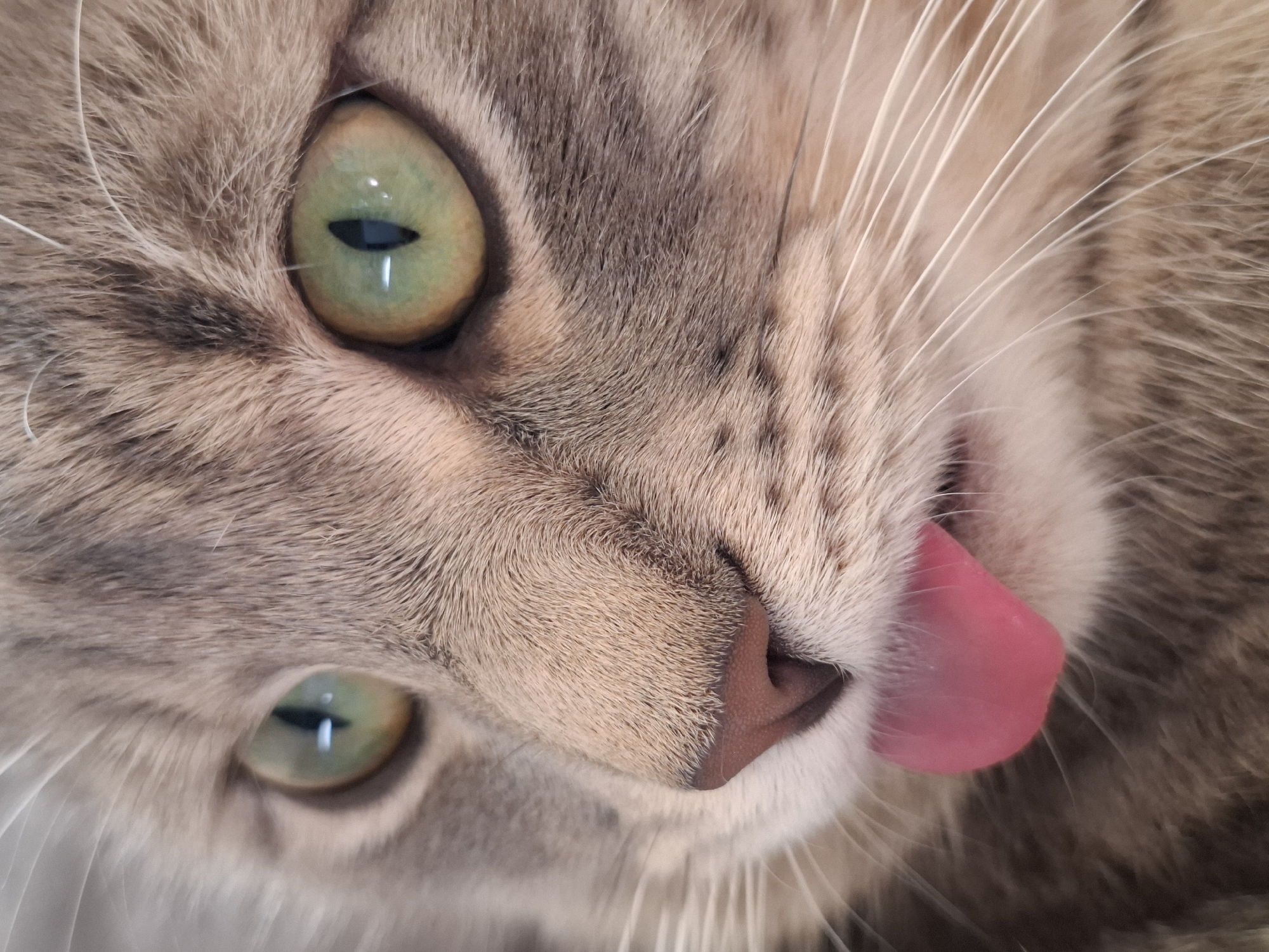 Tabby cat photo session documented in Novi Sad apartments