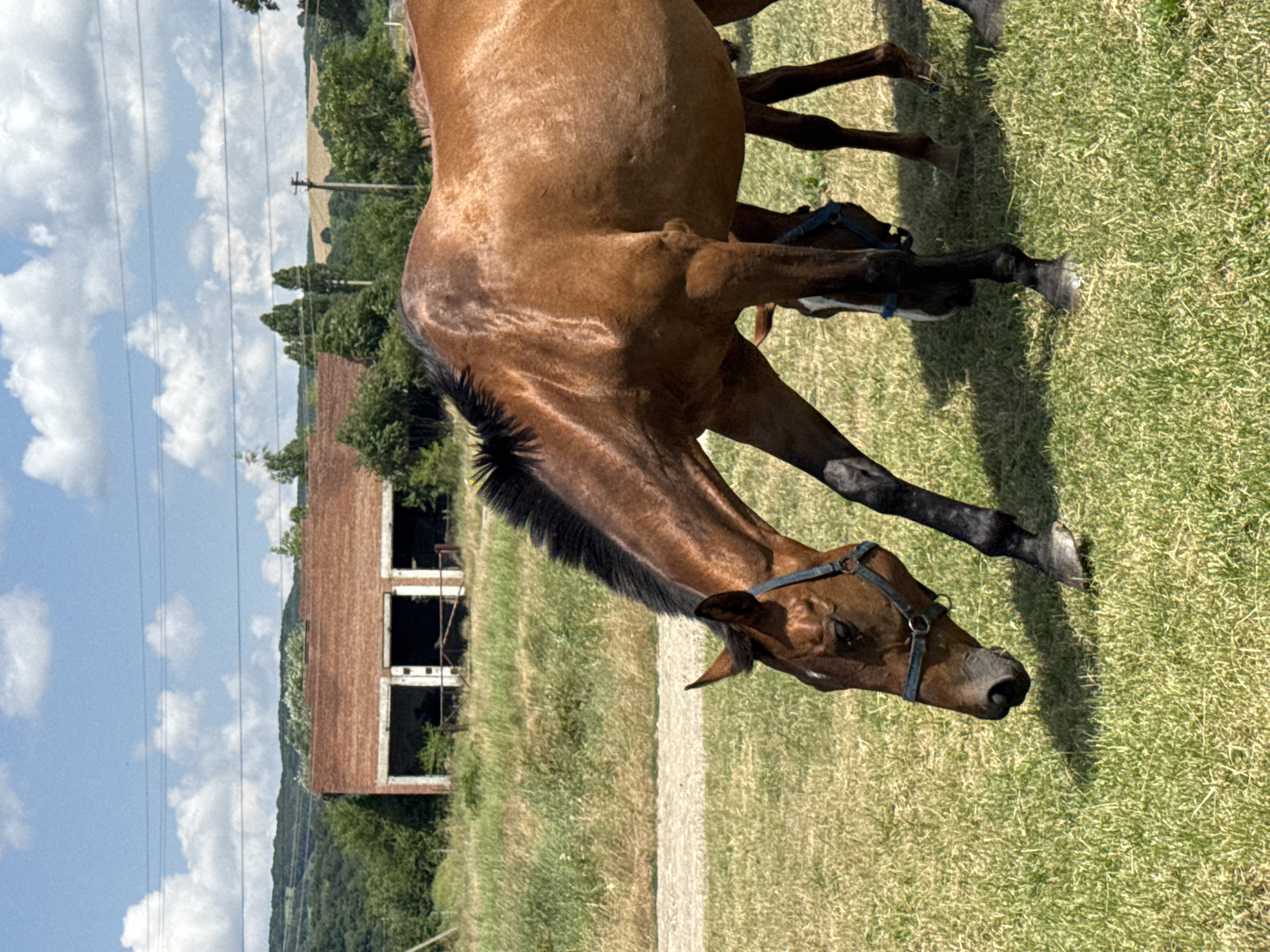 Horses and foals grazing in rural Zassovskaya on a summer morning