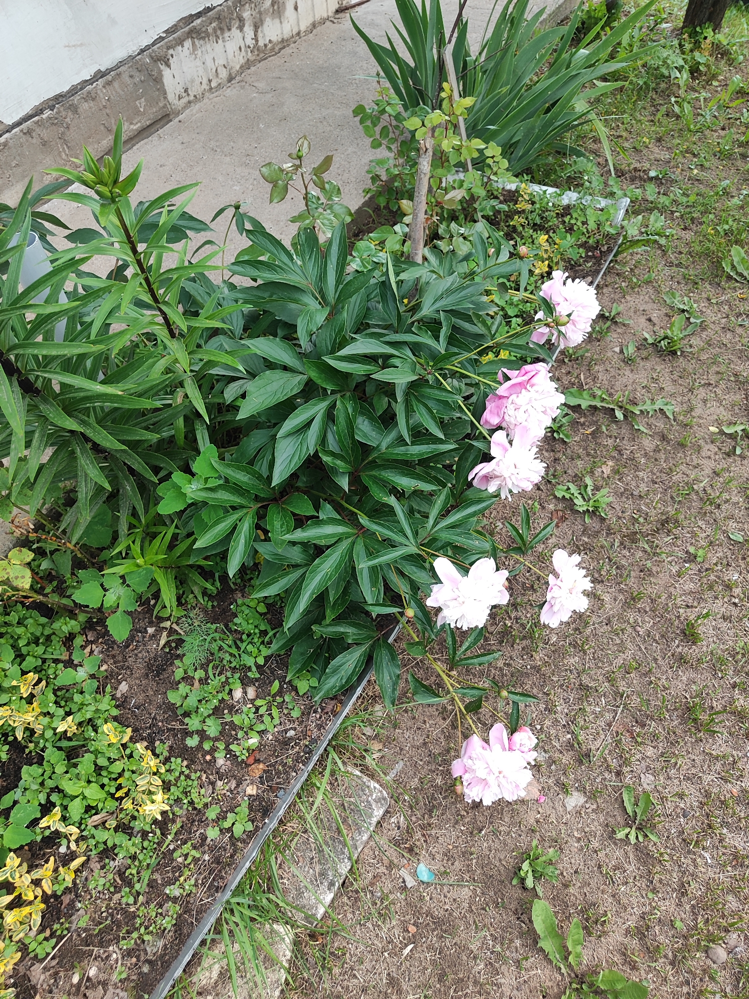 Quiet Monday Morning: Gardens Bloom, Pets Rest in Neighborhood