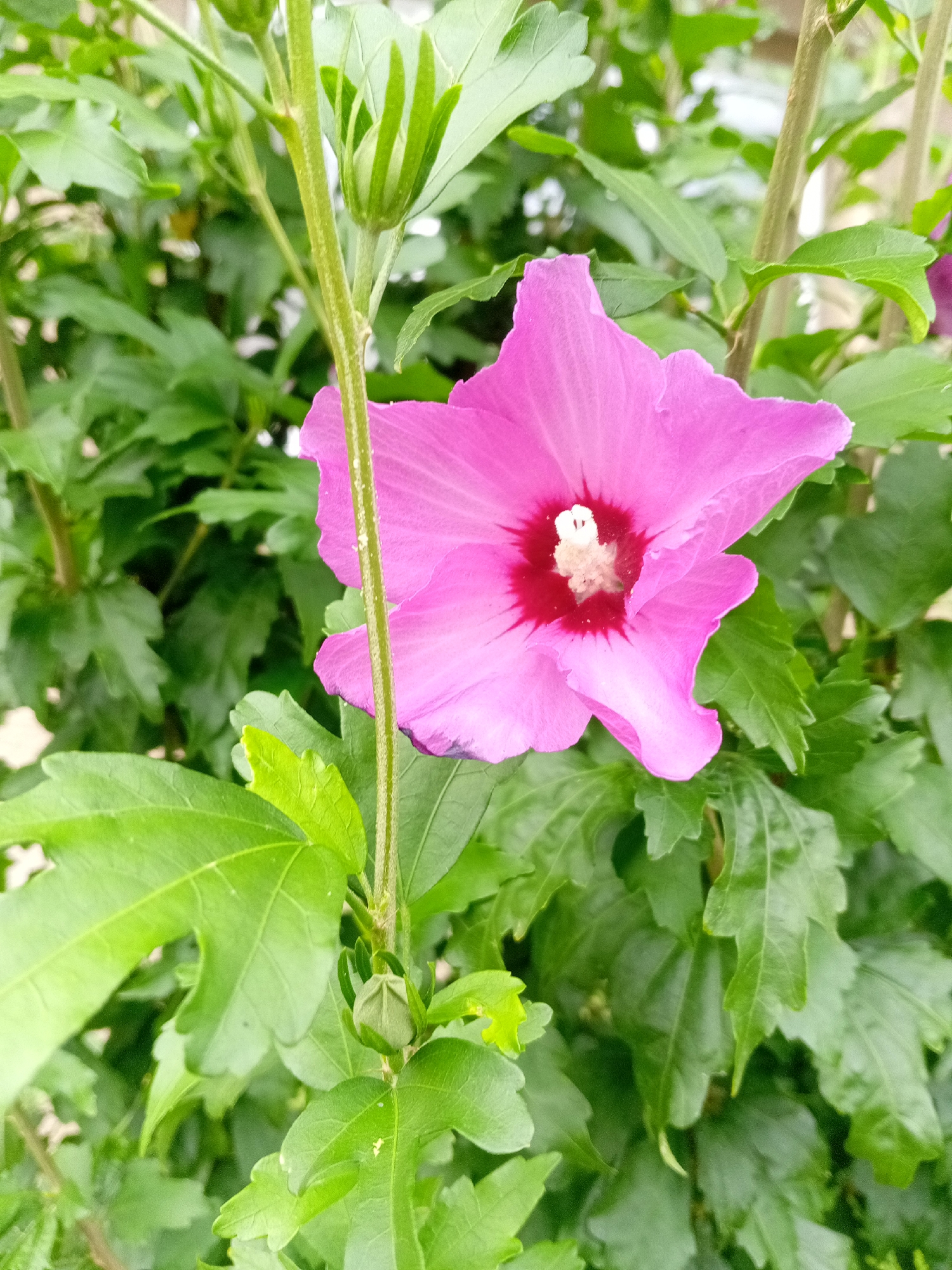 Cats and summer blooms in a Tiachiv park