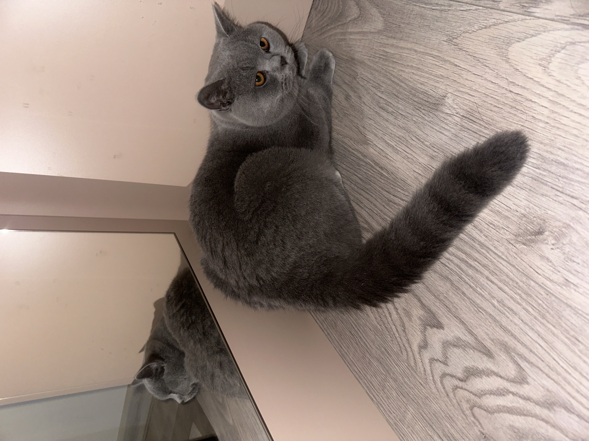 Grey British Shorthair explores a Ruse apartment on a quiet morning