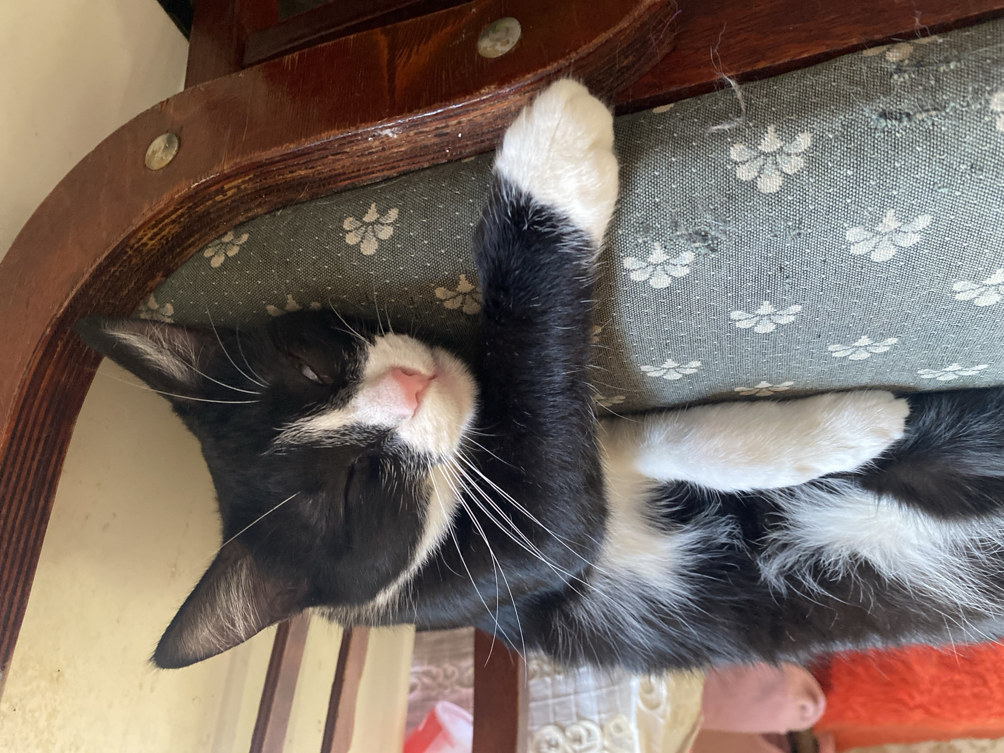 Cats lounging and cuddling at home in Tbilisi