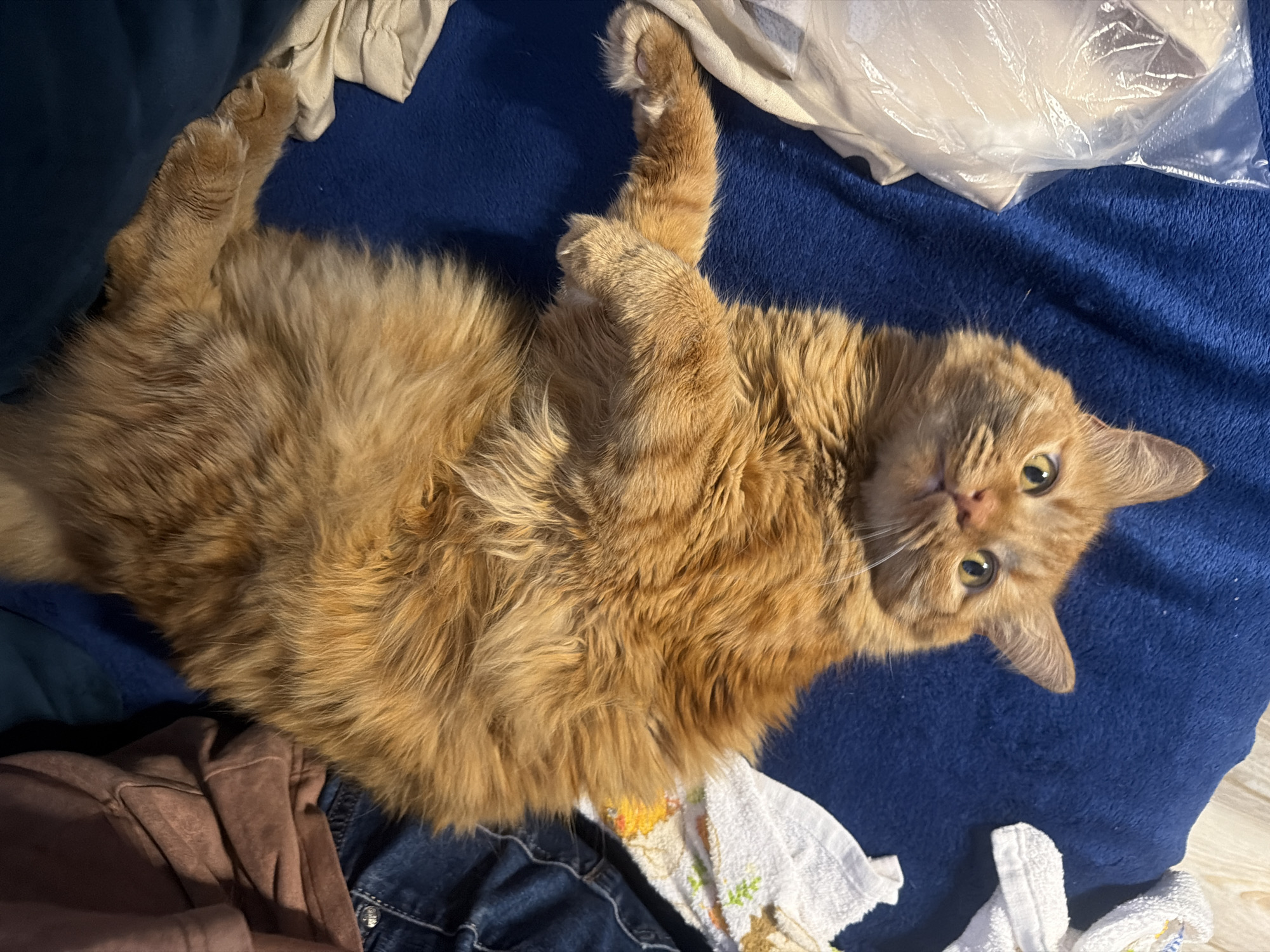 Relaxed cat photos and casual graphics from midday