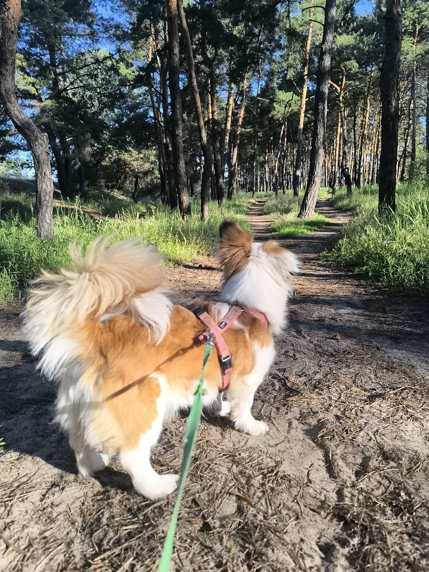 Morning walk through Horishni Plavni forests and neighborhoods