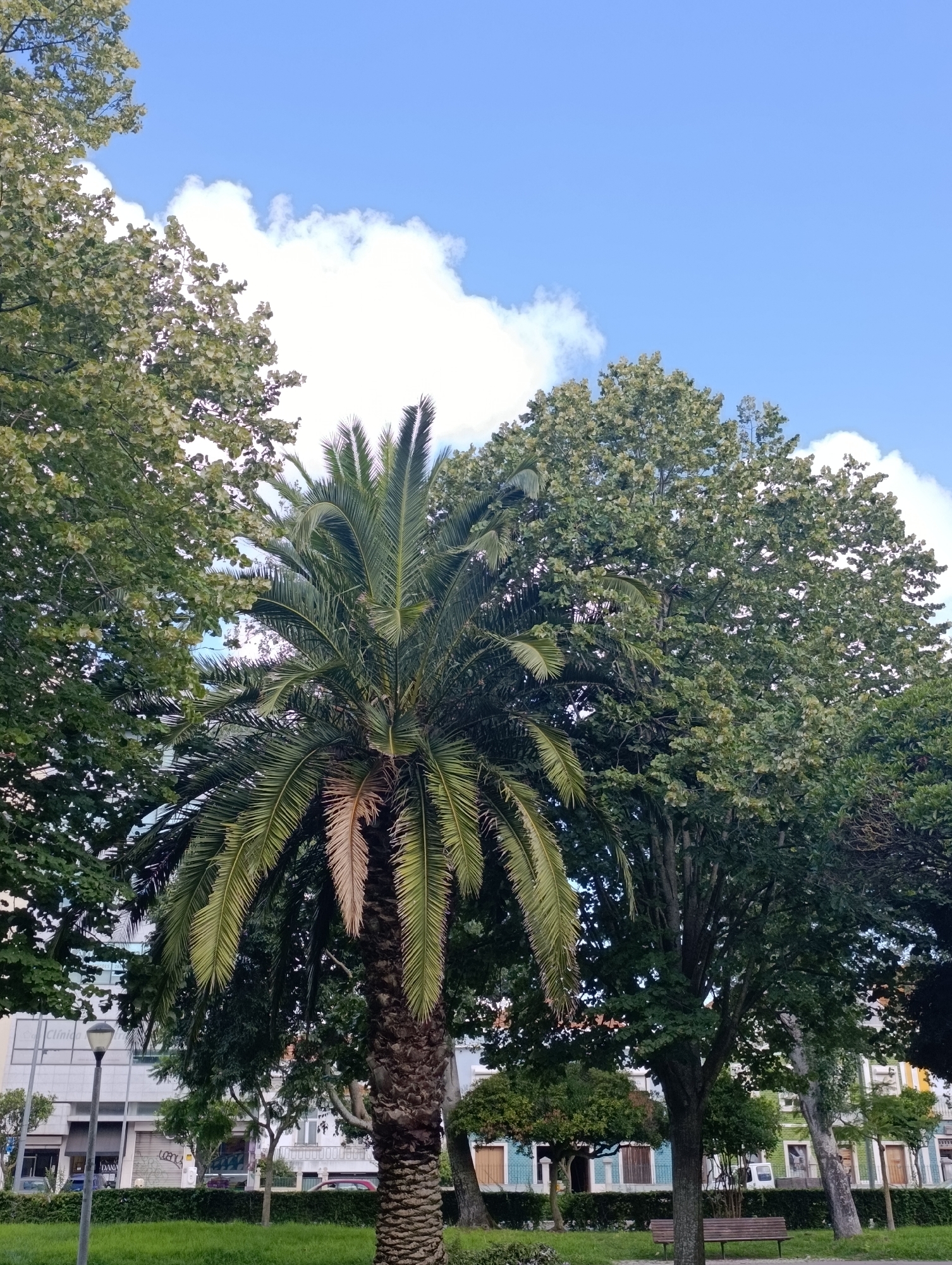 Setúbal city park on a busy summer morning