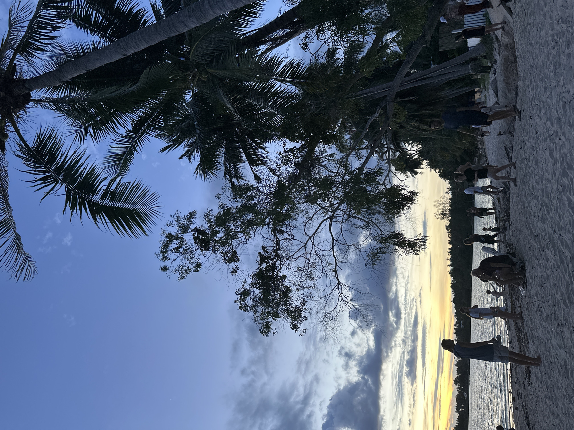 Lazy beach afternoon on Koh Phangan with palms, dogs, and sunset light