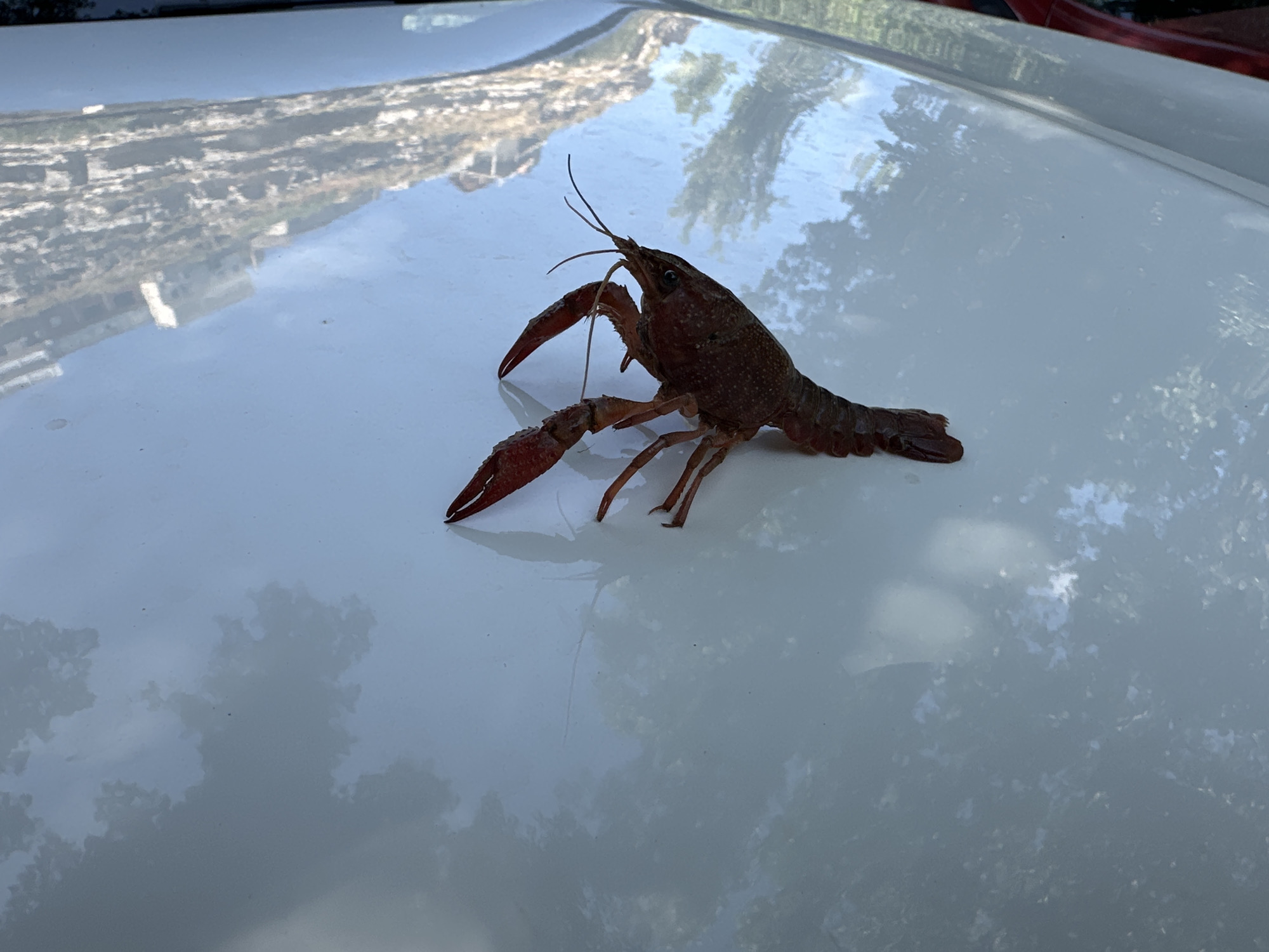 Live crayfish on a car hood in Jorquera, Spain