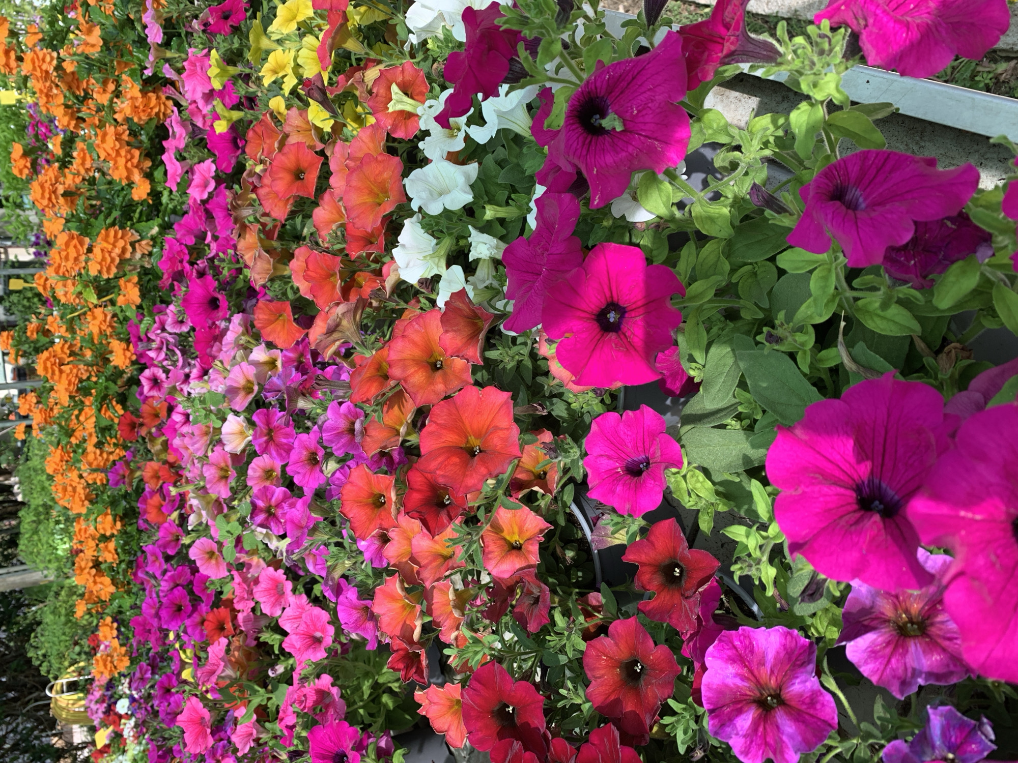 Browsing a Barcelona plant nursery, flowers and foliage up close