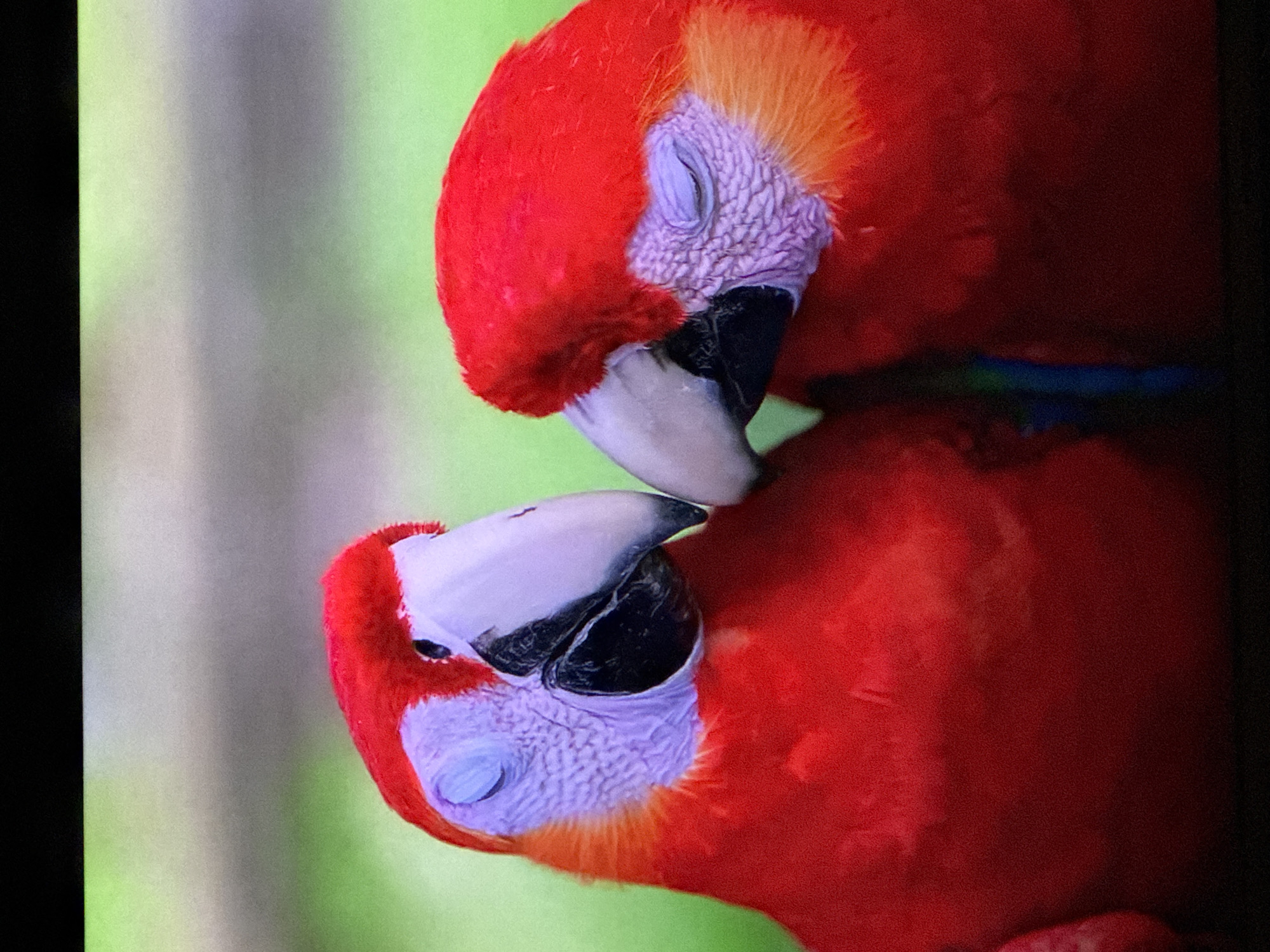 Railway, macaws, and sunset hikers captured in Tvarditsa, Bulgaria